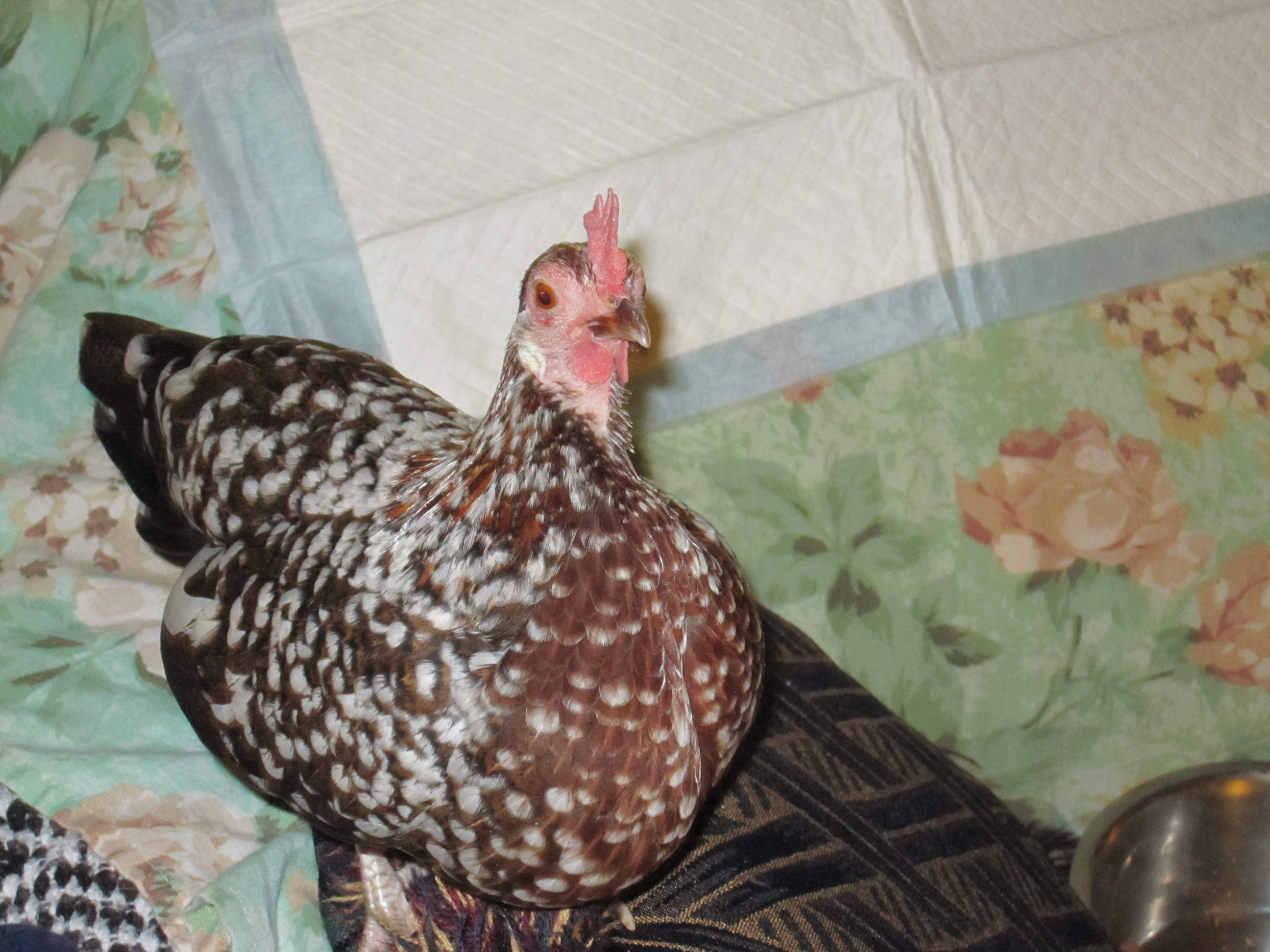 Snowflake.... We just THOUGHT that Christopher was spoiled!  Shes as bad as she is spoiled!