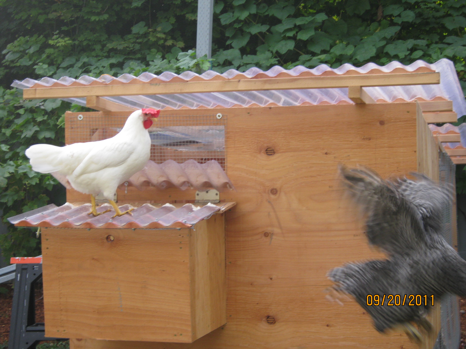 Snowy and one of our Barred Rock hens jumping off