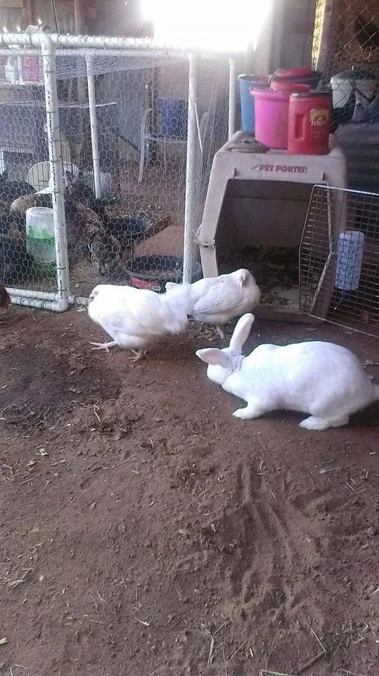 Snowy and the white marans hanging out in the chickien barn.