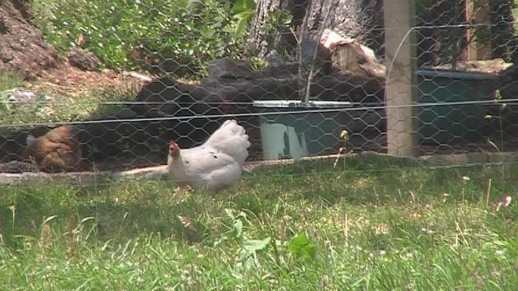 Snowy decided she wasn't going to get locked up with the other hens just yet