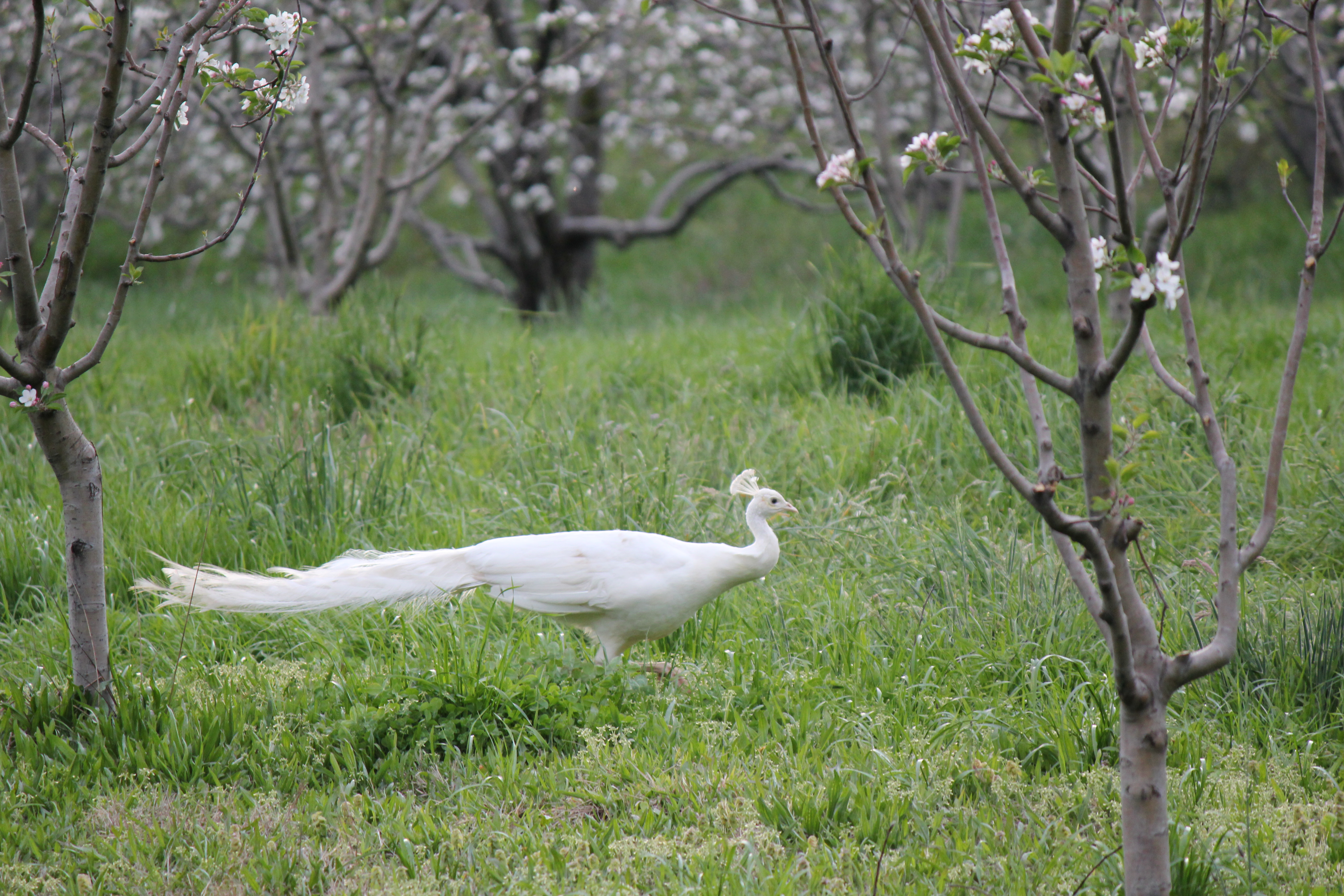 Snowy in the apple orchard...#2 in ranking