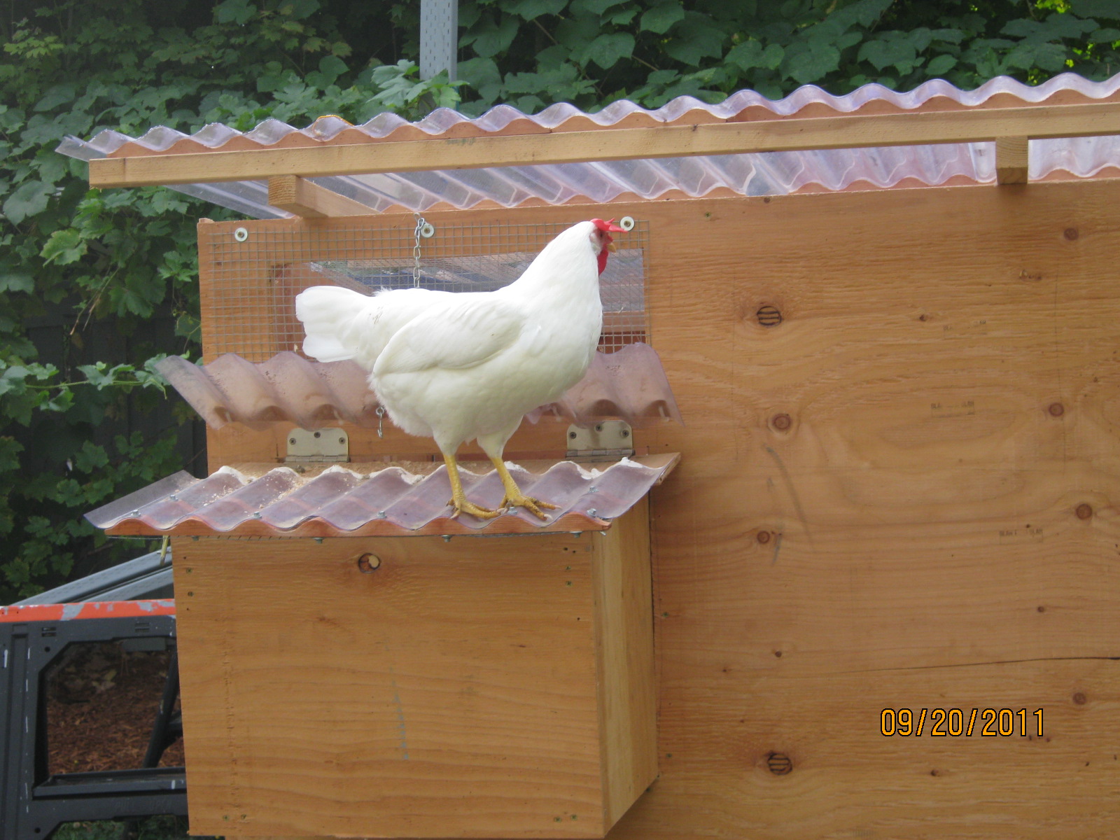 Snowy on the laying area :)