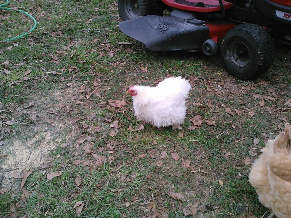 Snowy the frizzle