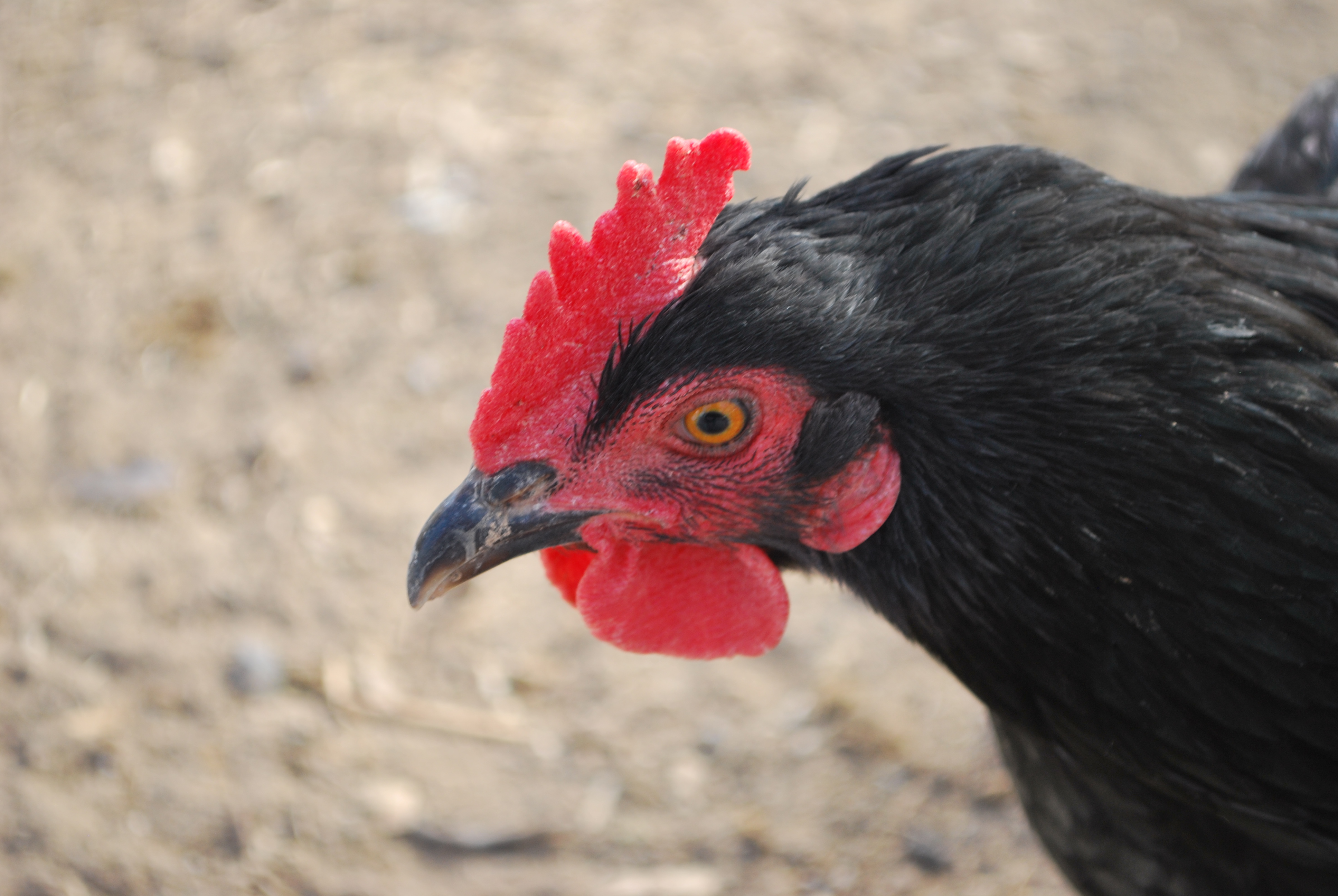Snuggle's unique comb, makes her easy to tell from the other black birds