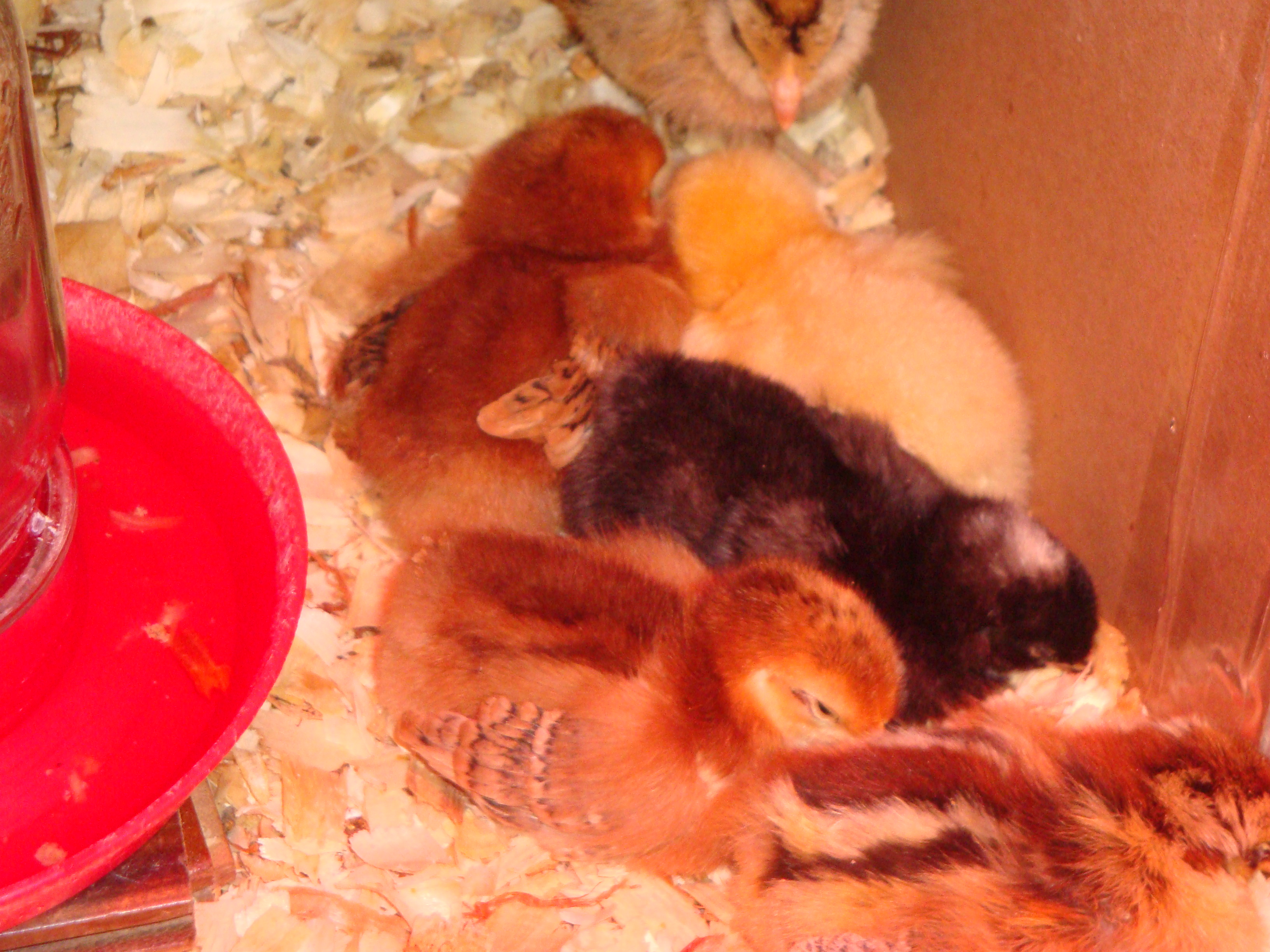 Snuggling in.