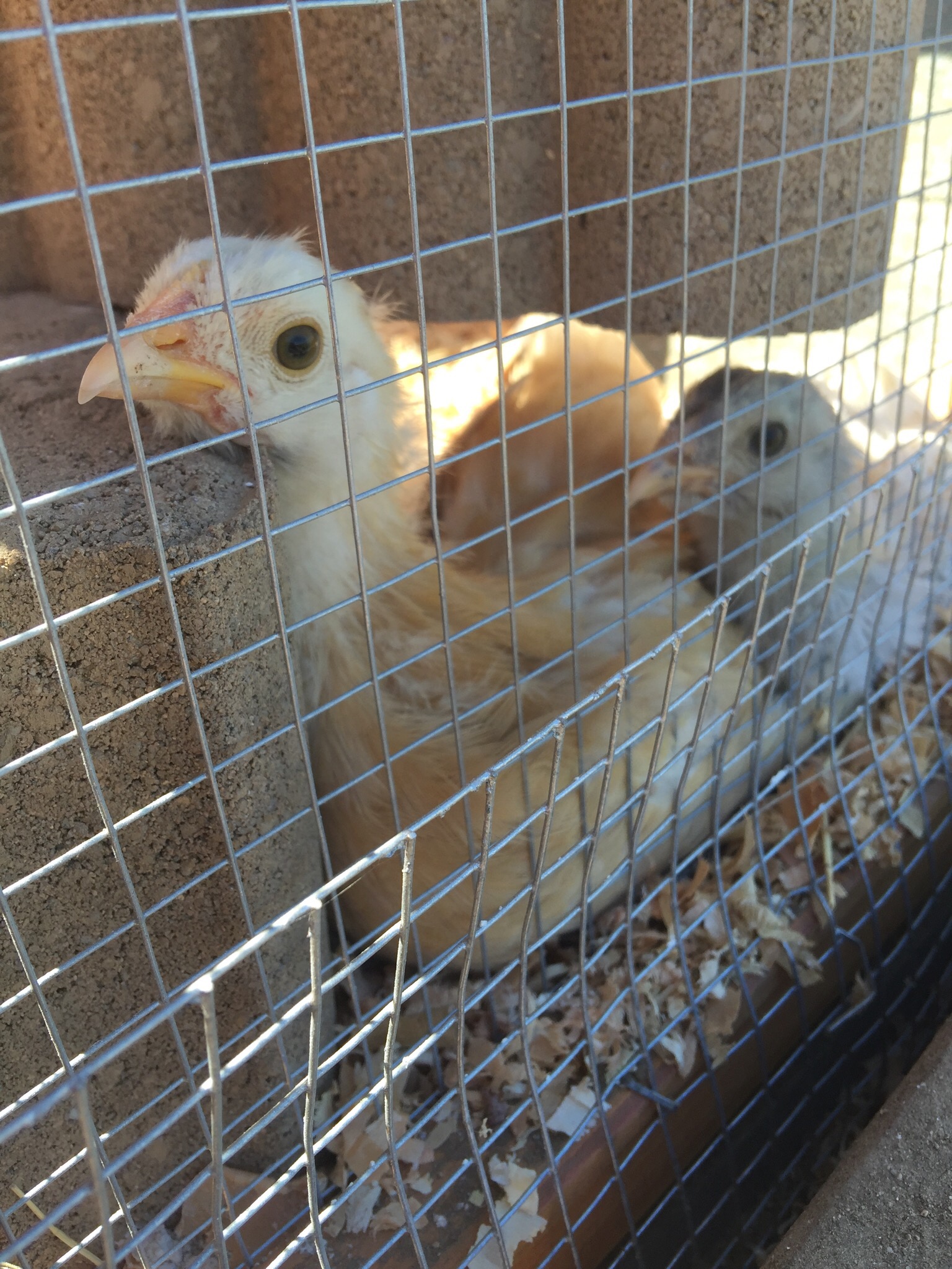 Snuggling! Rosie didn't survive her genetic cross beak :( 5 weeks