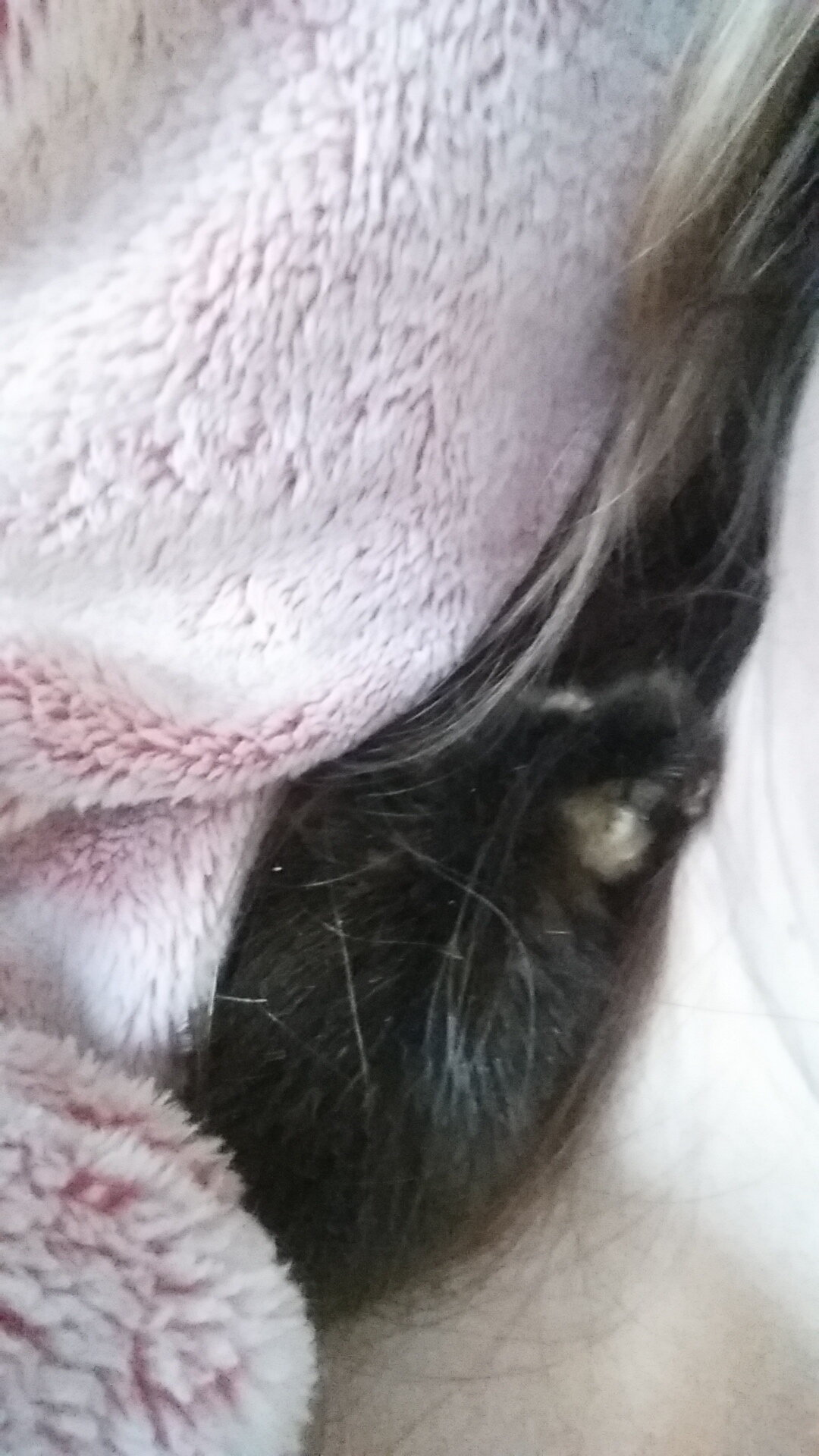 Snuggly duckling