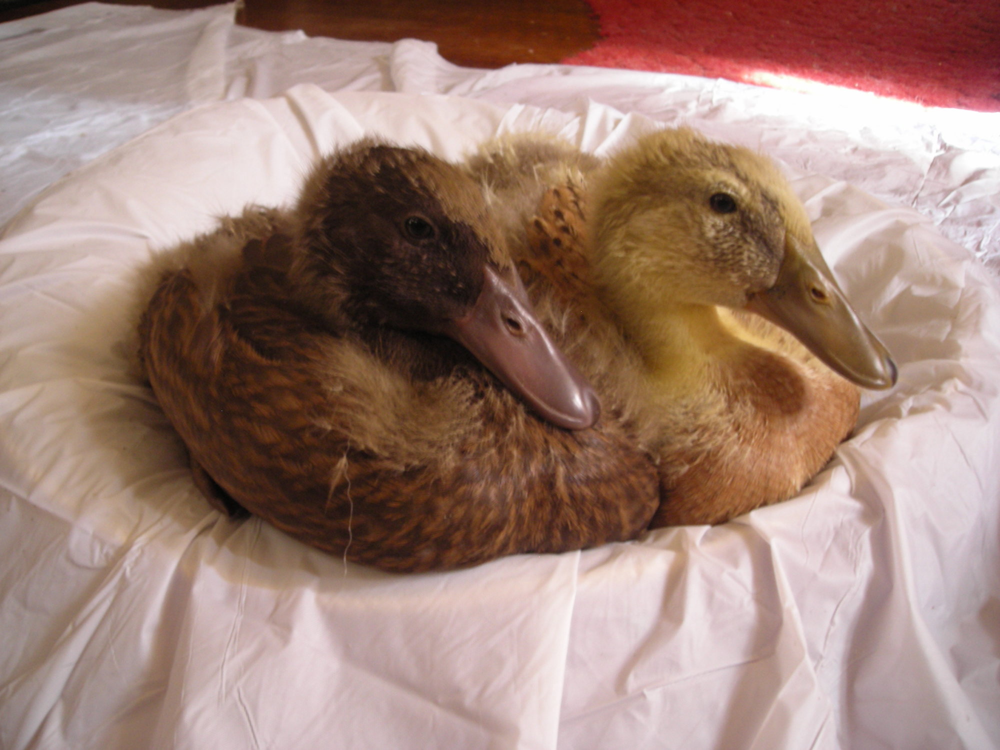 Snuggly Ducklings