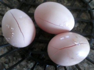 So cold...first 3 eggs of the day froze!