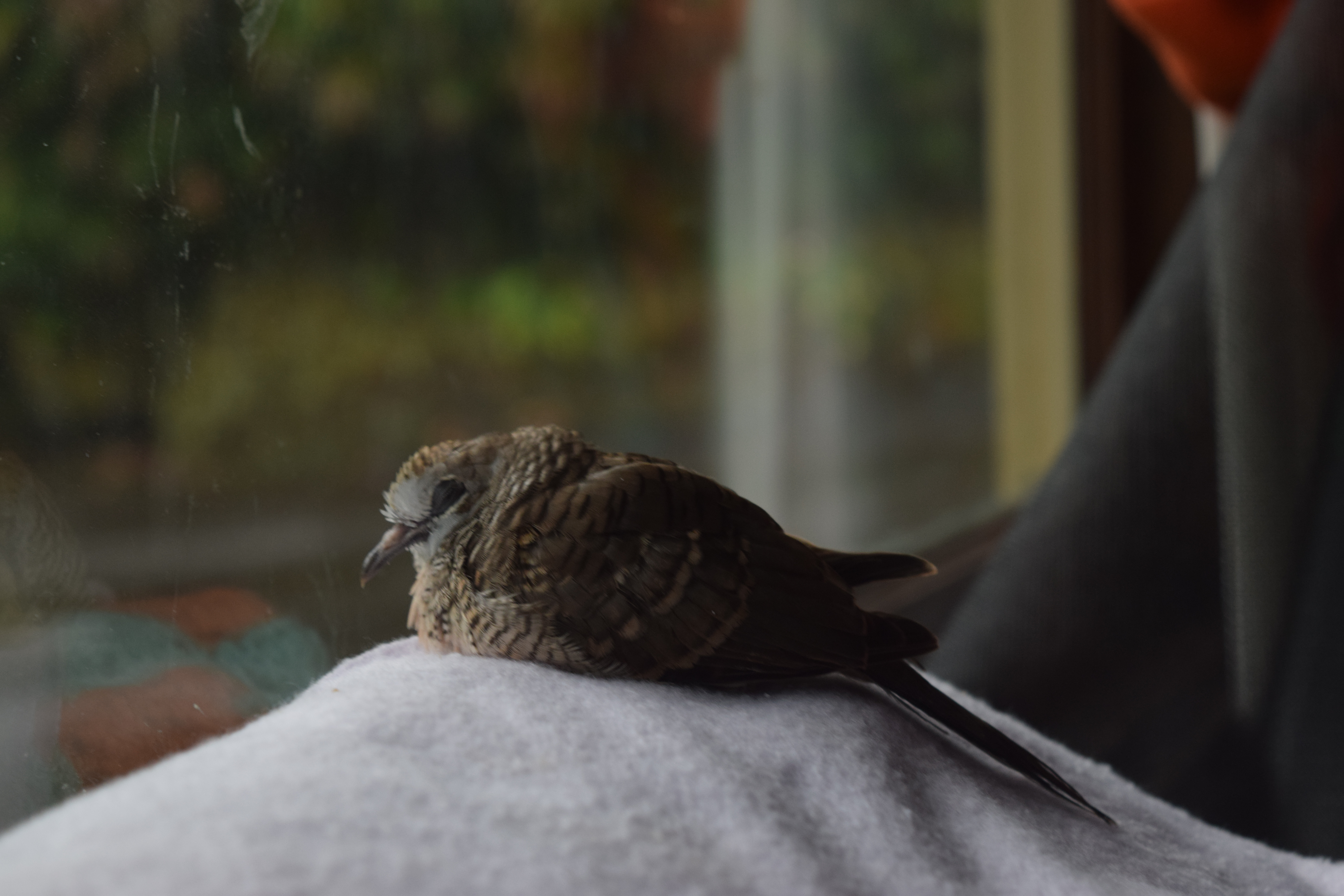 So comfy, fall sleep.