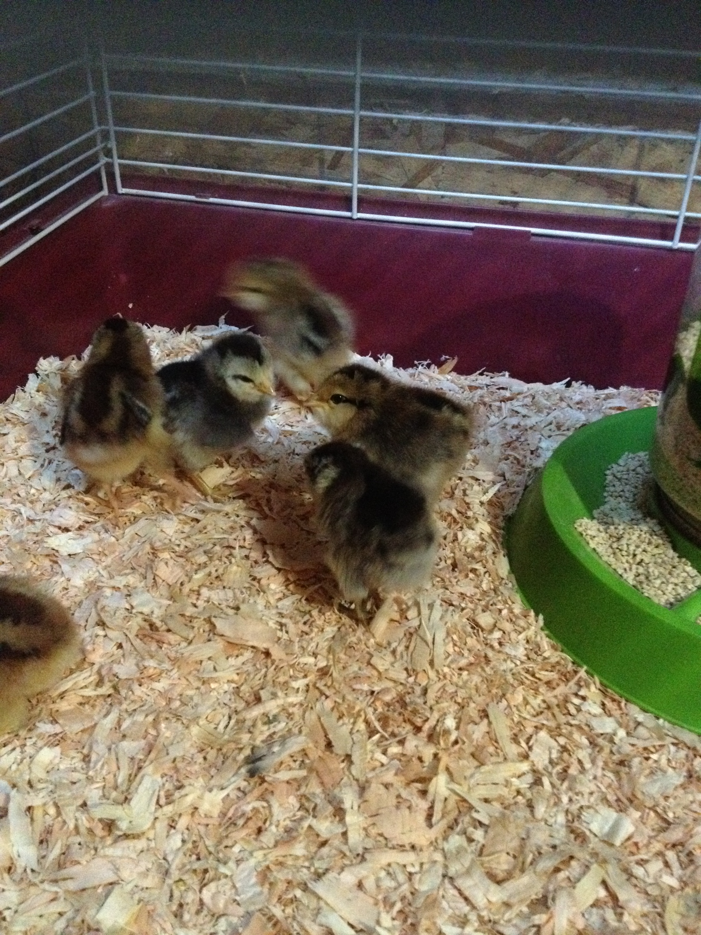 So cute and tiny.
