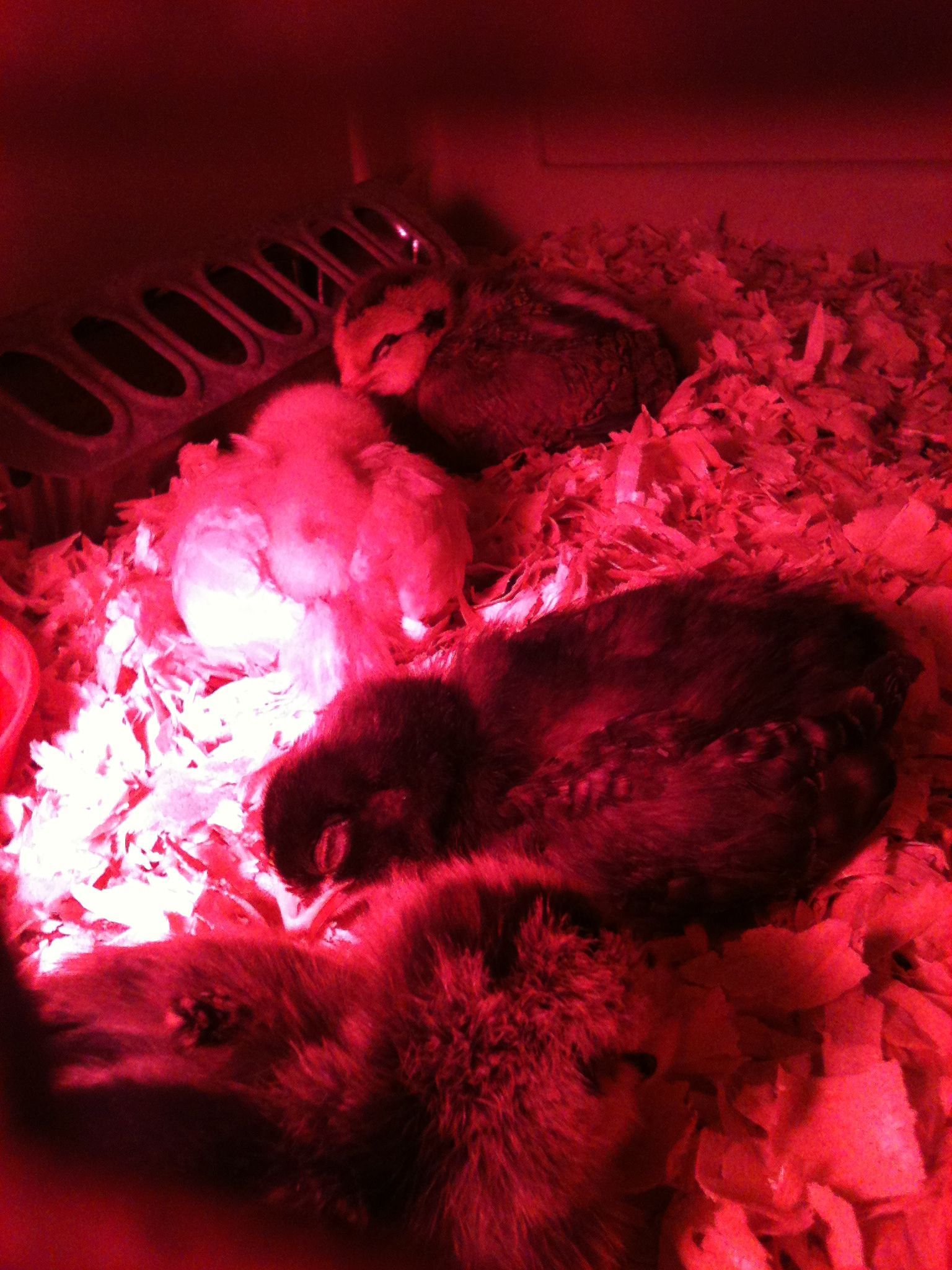 So cute, especially when they're sleeping!