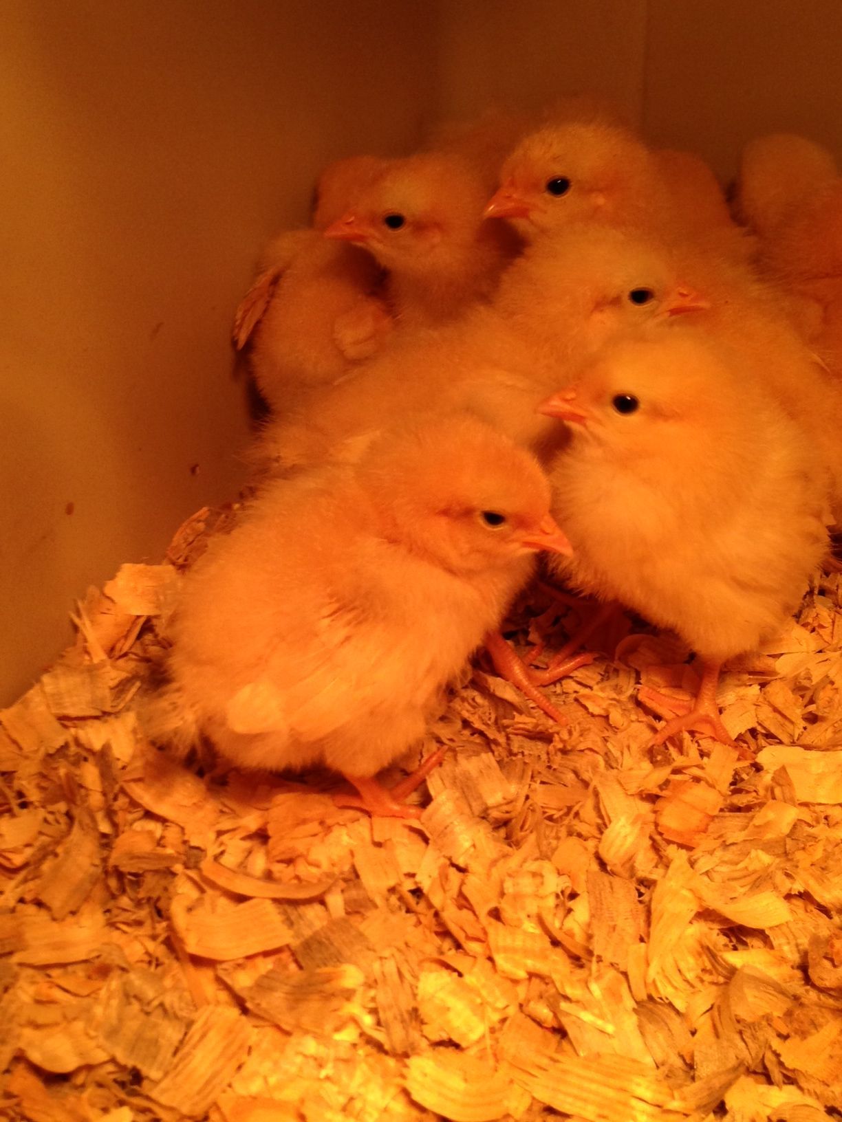 So cute!!! I just love them!