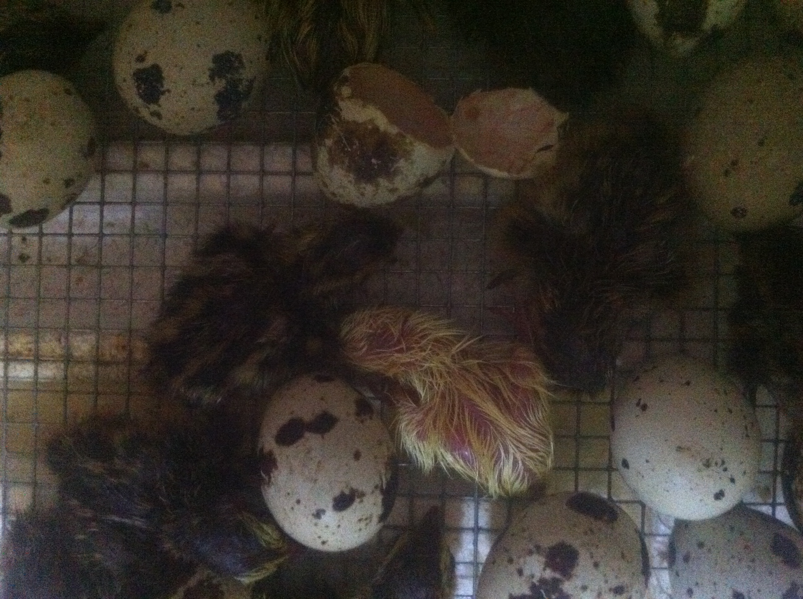 So far 17 quail have hatched. With only one yellow chick.