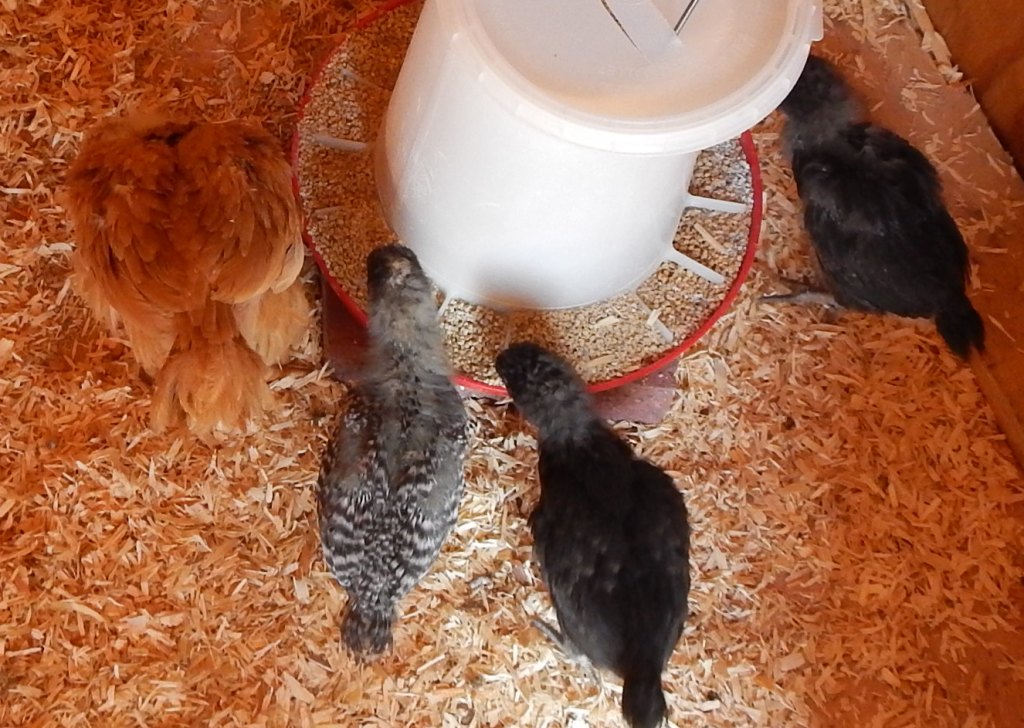 So far they are happy, it is still very cool outside, I have 1 to 3 heat lights on depending on the coop temp.
