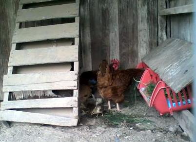 So far this is as close as shes gotten to laying an egg in there....