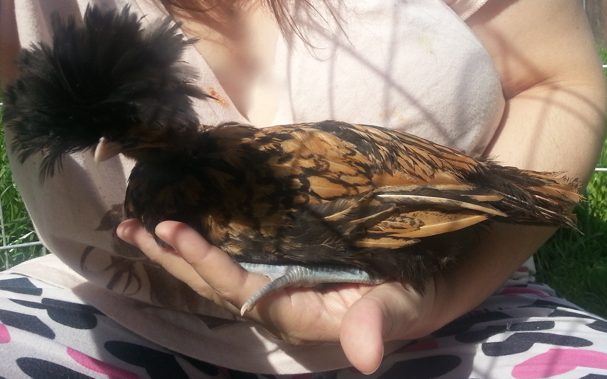So, I am sitting in a closed off area with my new pullets (two polish and silkie) and I am taking some pics on my cell phone. I find a good one where THIS bird hopped up onto my knee all on her own. My daughter has been keeping her in her room and "training" her to be docile, sit on her arm, and wear a harness. (we did this with a rooster, and it worked). As I am trying to see what picture I want to attach to the text message.....she hops into my other hand and lays down. This is the hand I was trying to use to poke at my cell....LOL. I guess this docile thing is working with her too.
