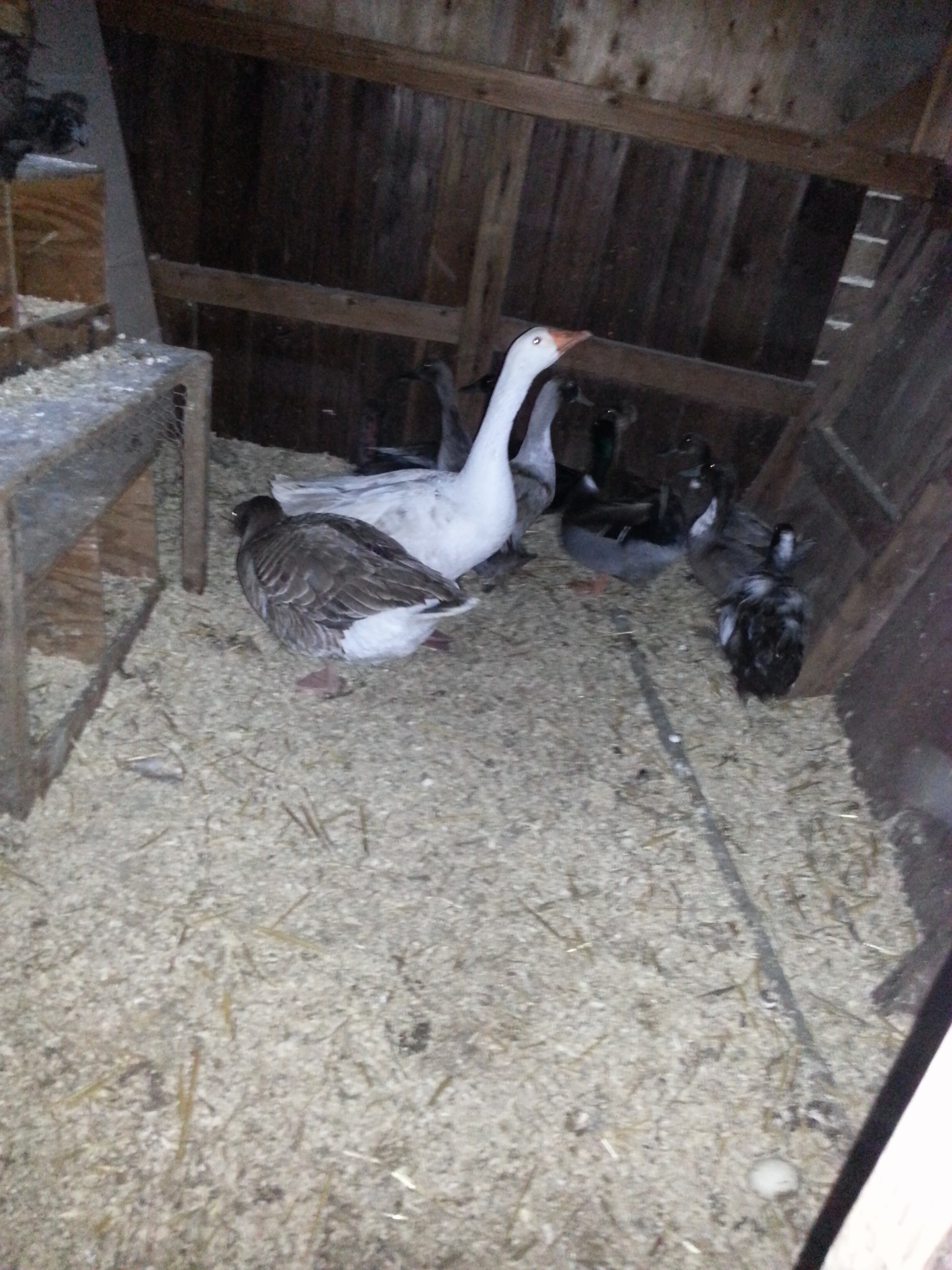So, I tried to get her on the nest facing the door, but she moved. So I took this of the ducks and geese....then I shut the door and waited quietly for about 2 minutes, then opened it and snapped a pic. ;She was facing the wall. lol