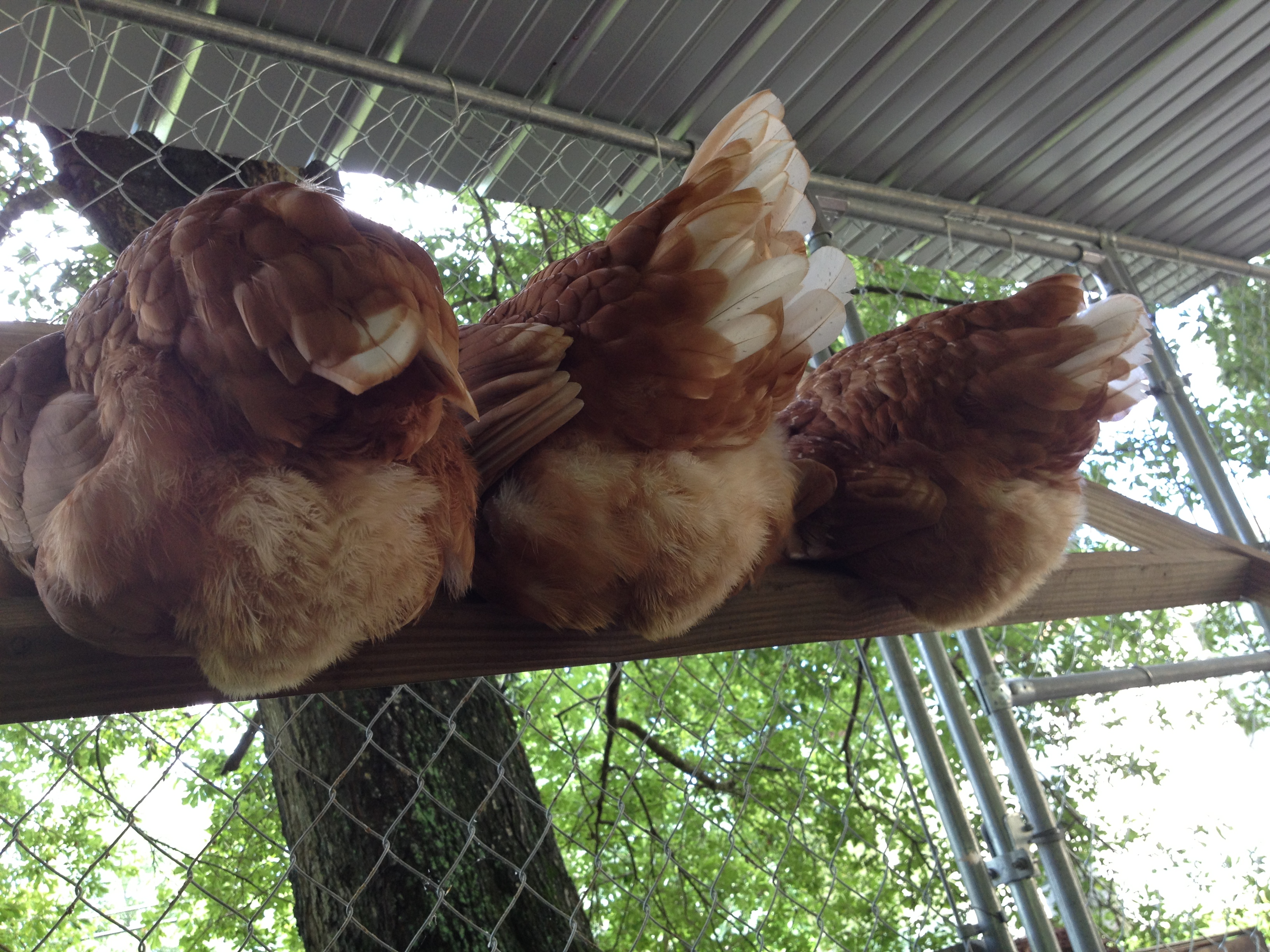 So I'm squatted down feeding strawberries so some of the girls, and then I look up to this! Love those fluffy little butts :)