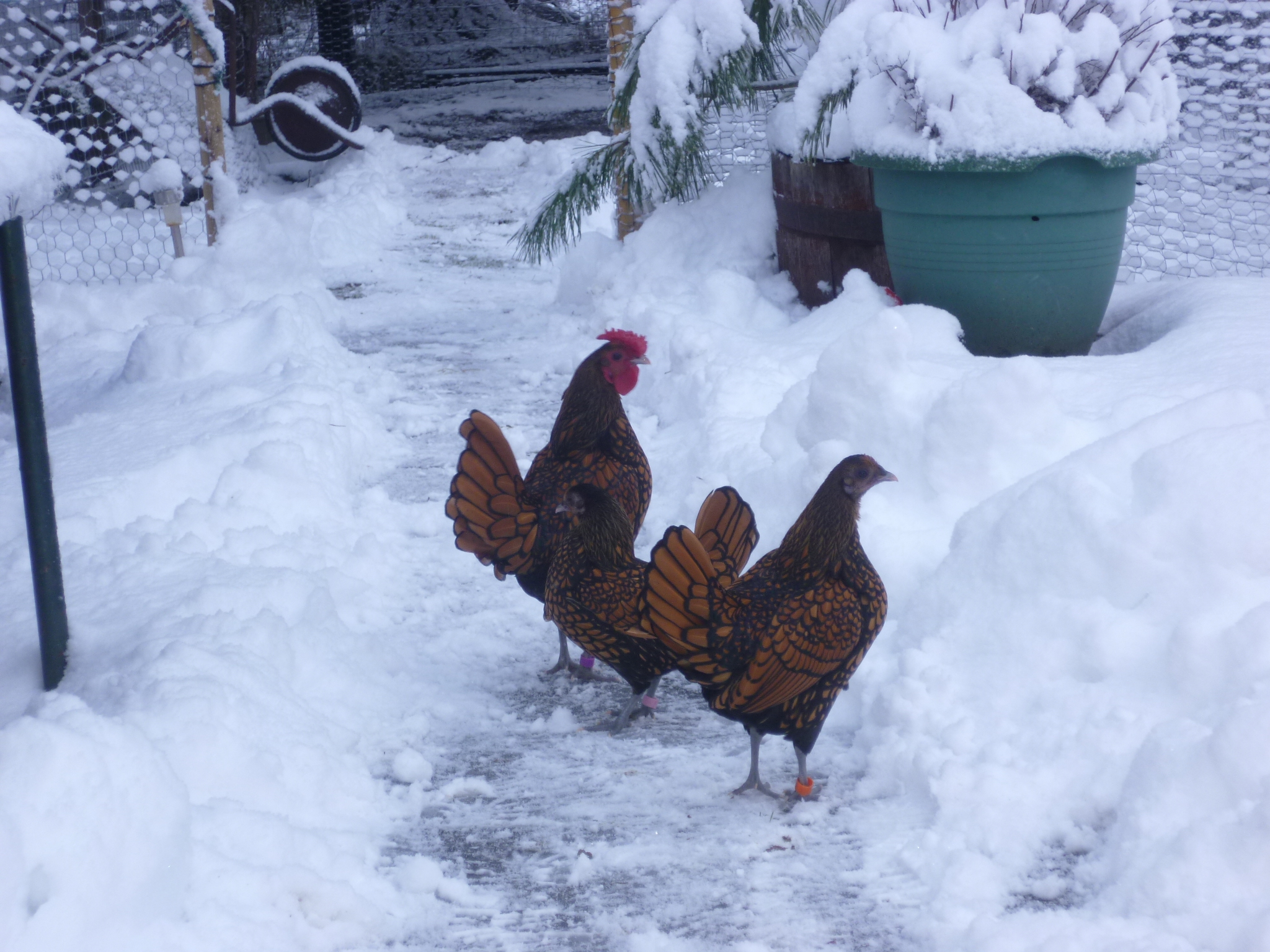 So much for Sebrights being a delicate bird, ours enjoying all the snow.  Our Silkies hate it.
