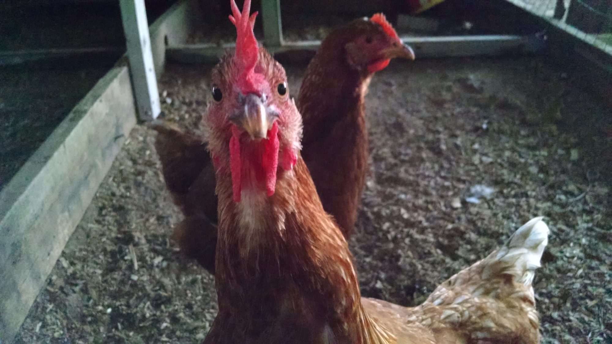 SO NOSY. SHE PECKED THE PH...