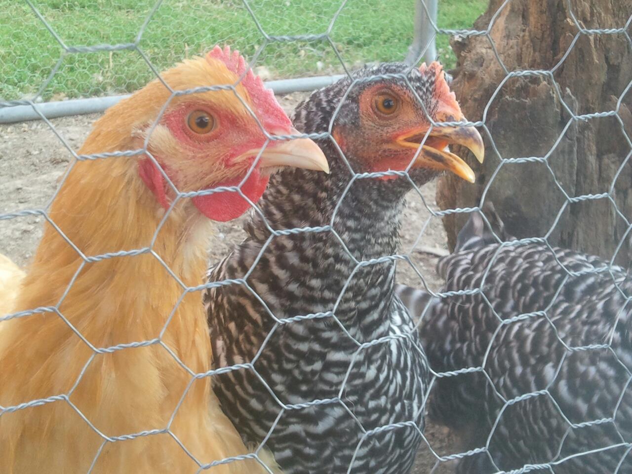 so pretty luv them !!