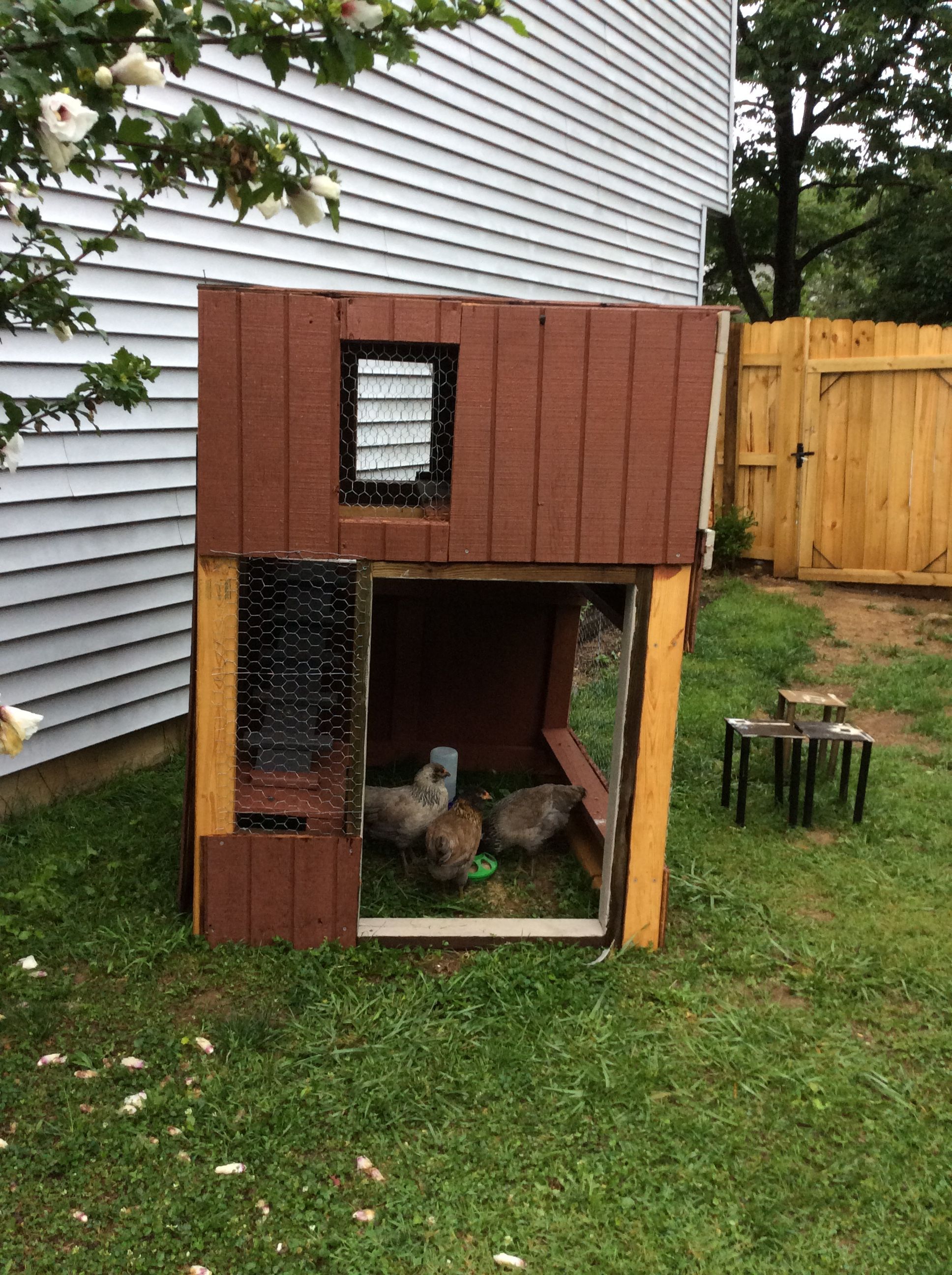 So the chickens crib is starting to come together, at this point. The chickens fully claimed it for their daytime use. At night they would roost on a fence post, nestled by blackberry vines, by my living room window. Although it made me nervous for them to be exposed to the elements and potential predators, I capitulated and installed a shelf big enough for them all to fit on, for the time being. They hated the dog crate that I kept them in, for some reason, but on some occasions I would still use it. There was a few nights when it poured down rain, and I would wake-up in a panic knowing the birds were unprotected. I would leap out of bed and fly down my stairs, out the sliding glass door, to find them stock-still, stupefied, and looking straight up into the pouring rain. Struck by a combination of amusement and horror, I would snatch them off their fence roost, one by one, and secure them in the loathsome crate, where at least they would be dry and not drown. Later, I investigated the strange rain behavior and discovered that it's not likely for chickens to drown, despite human intuition.