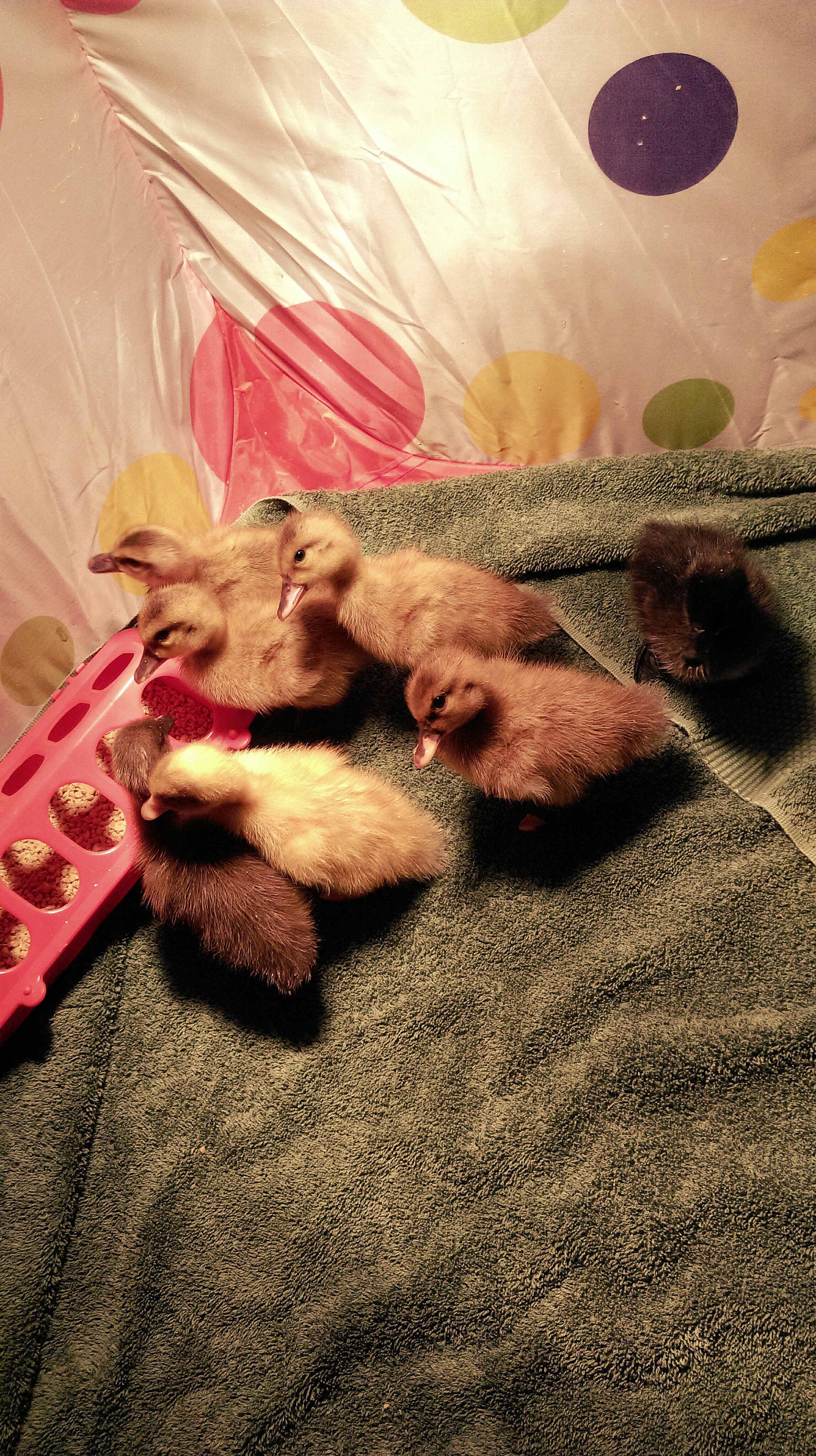 So the little fawn-and-white didn't last the night :( Not a great start to the day, but the seven remaining ducklings are up and very active! The Cayuga is surprisingly the smallest - the two runners are both a little bigger (and they are already standing up tall). The four goldens are huge and very healthy-looking. Crossing my fingers that we don't lose anyone else.