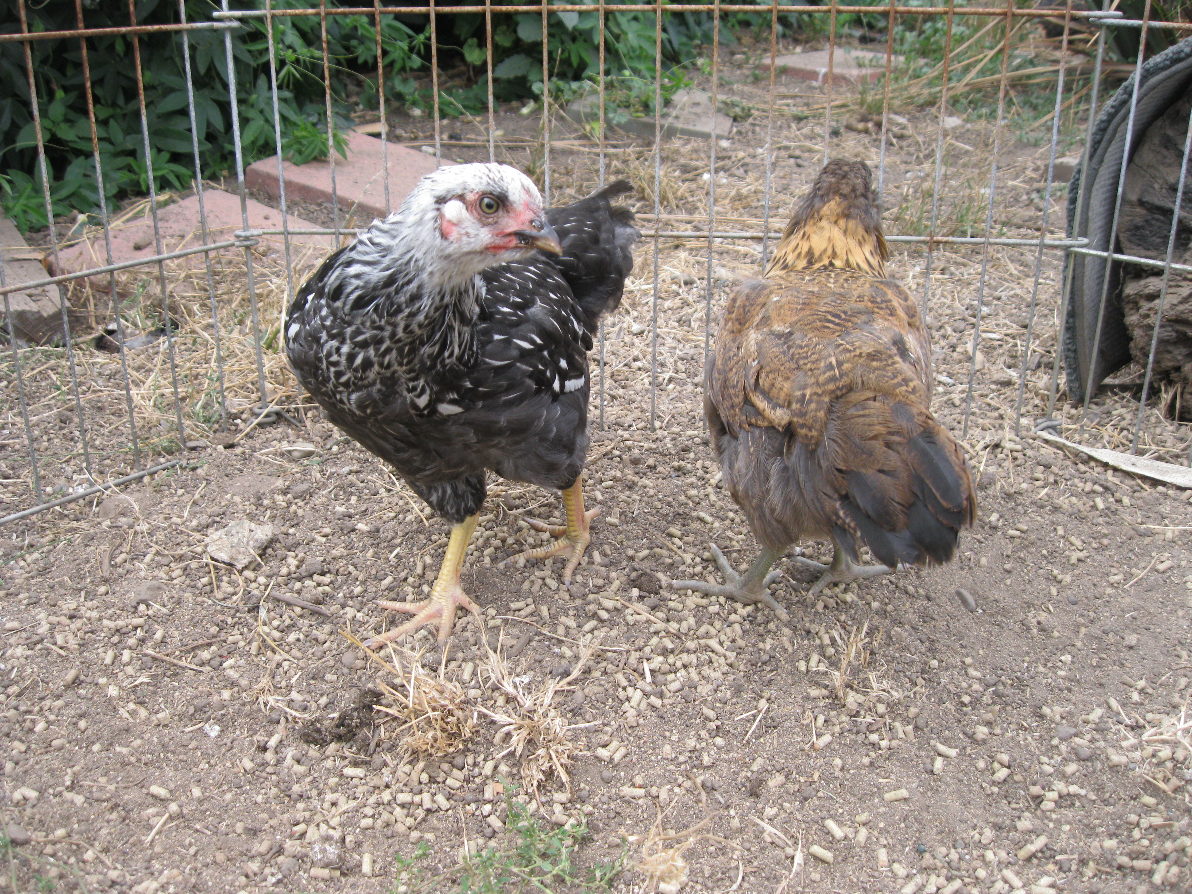 So then we got Hollie and Chichi