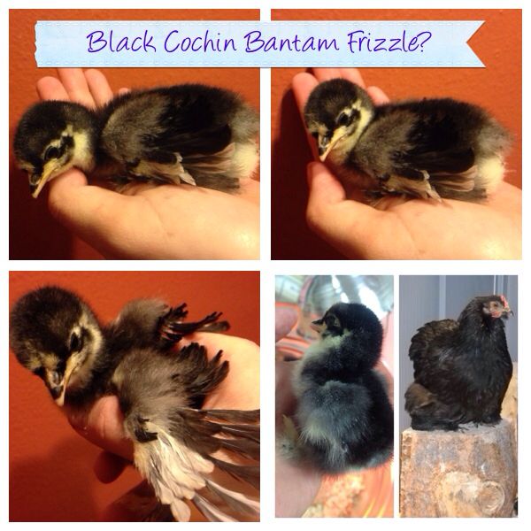 So this is my Black Cochin Bantam.... but is it a frizzle too? or is that just what these birds do. looks like they are having a bad feather day lol 
I got this one when it was a day old, I have pictures of its wing so that when its older and I know for sure if it is a Hen or Rooster I'll be able to know if you can sex this breed that way