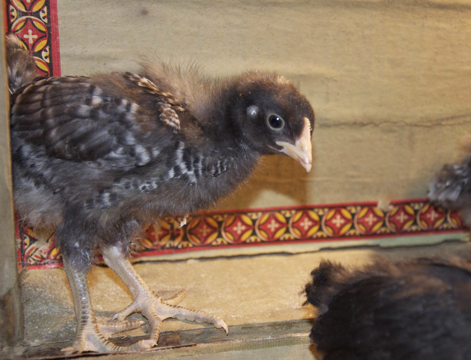 So this is one of those that I think is a rooster...just because he has more feathers then rest (bigger), more white? Some talked about darker legs? But they all seem to have gray fronts...
