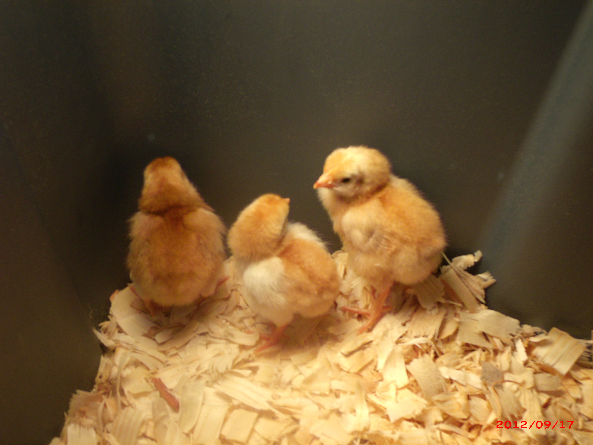 So tiny - @3 days old.