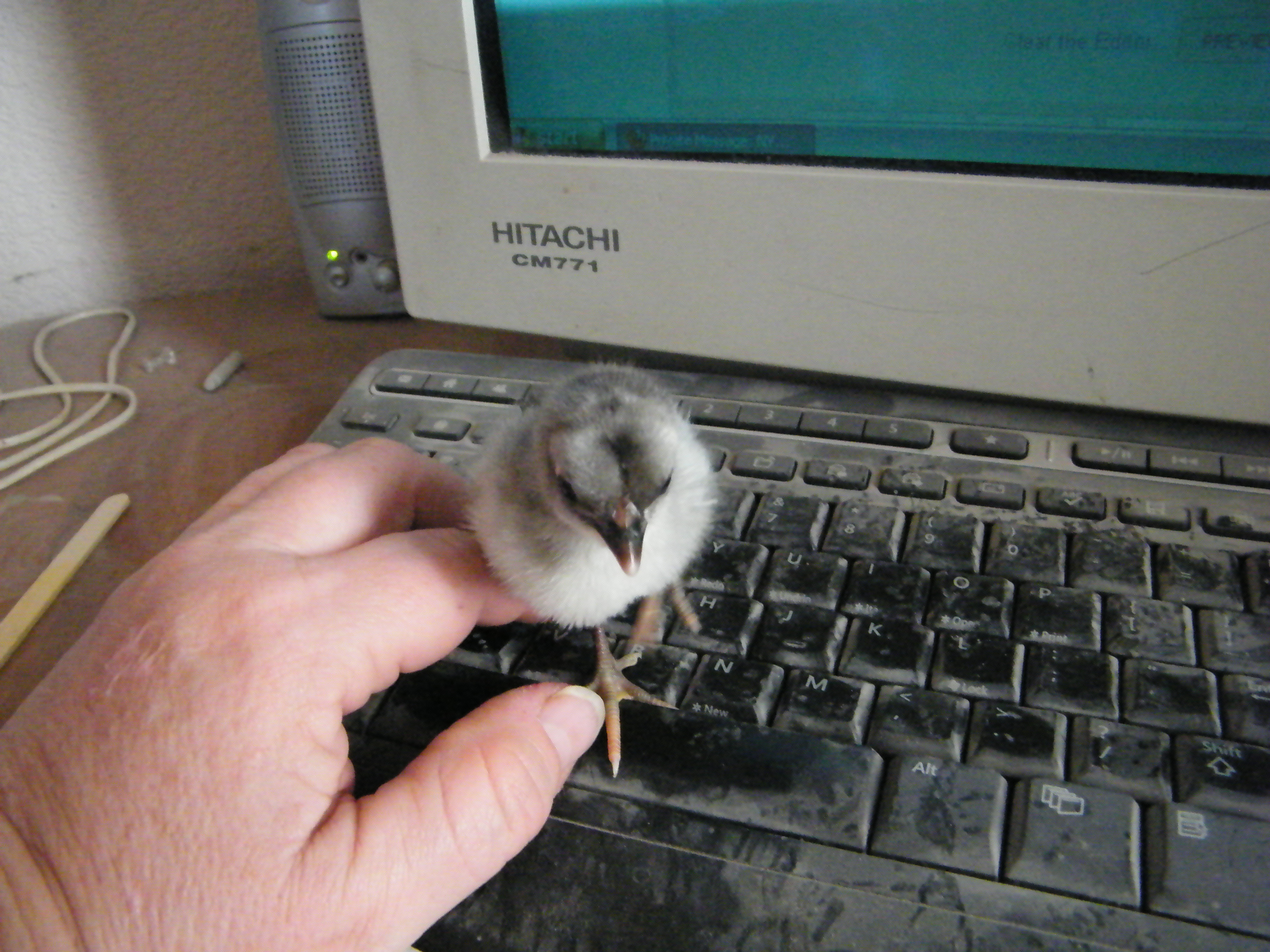 So tiny!  Little blue Andalusians.