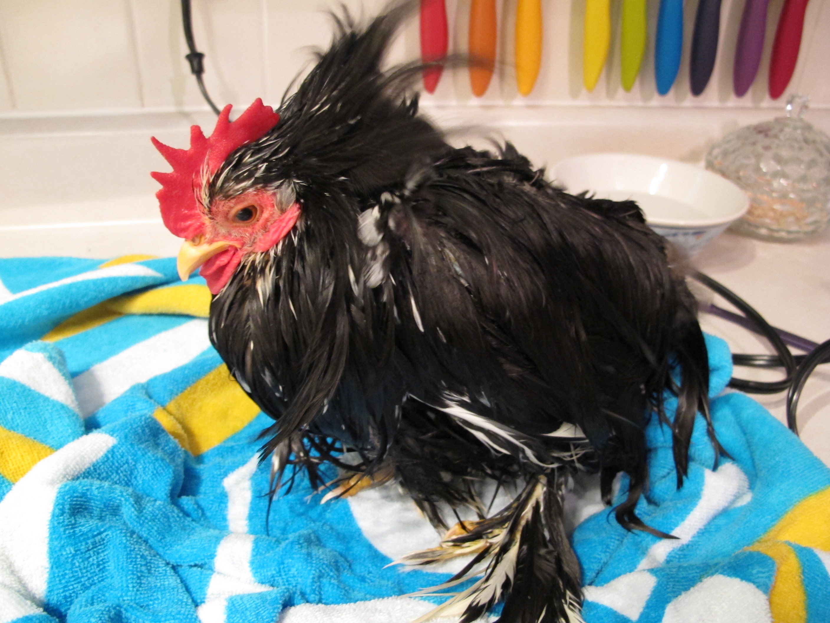 So tiny without all that cochin fluff!