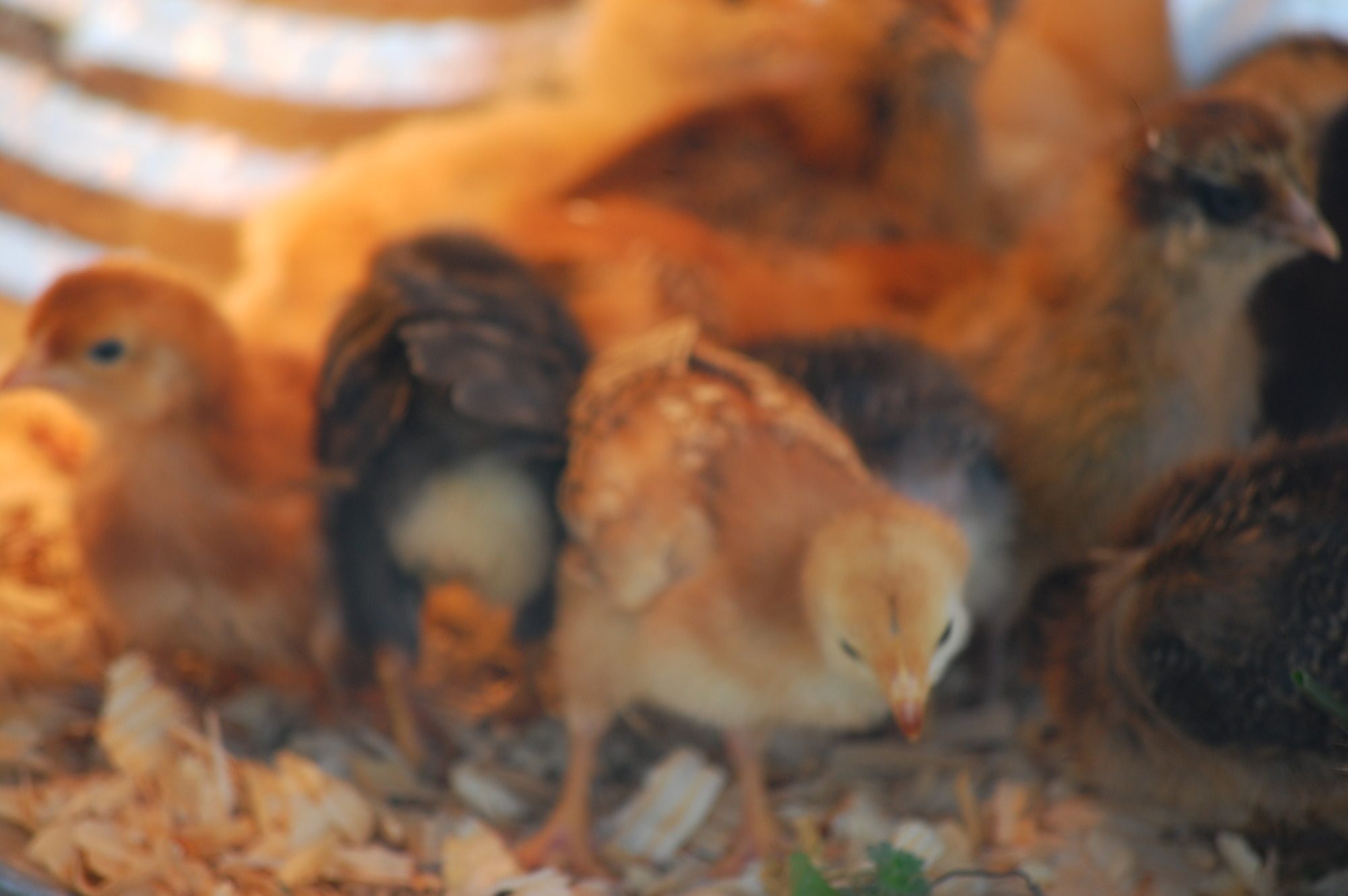 So, we were going to have 6 laying hens right? Umm, yeah.....we had a hard time finding our birds so once I found "my chicken guy", I went a bit overboard. We ended up with 18 birds and I have no idea how many are pullets. We have lost one of our BO's but that is it so far. Oh yeah, I have also aquired 2 silkies that are grown. A white hen and a mostly black with a little orangey/gold around his hackles. He has a couple scraggly feathers in his tail that are that blue/green black mix that are a very pretty color but look quite odd amongst all the fuzz. I'll get some pics of that happy couple up soon.