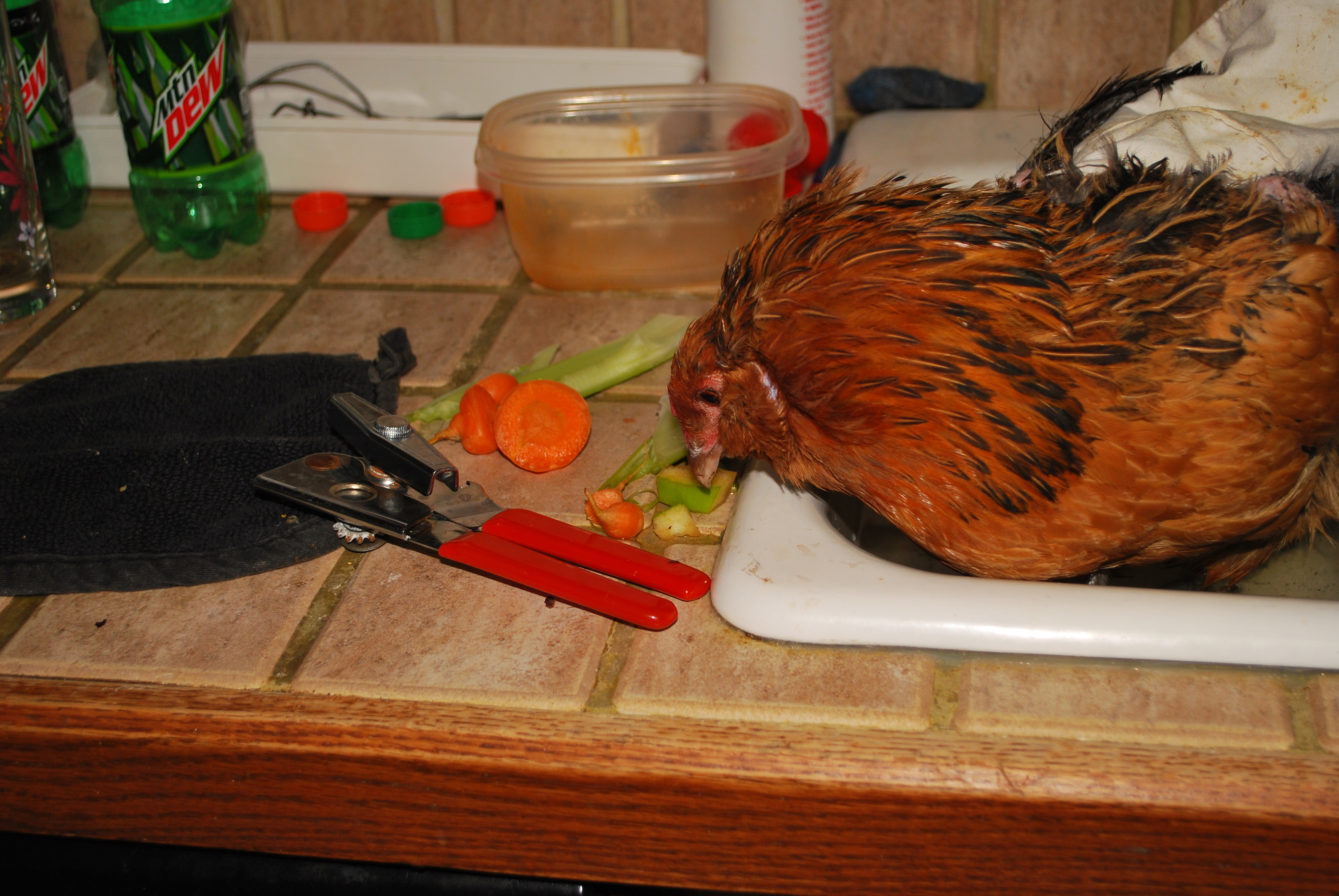 soaking her bumblefoot, gave her some dinner scraps to pick at.