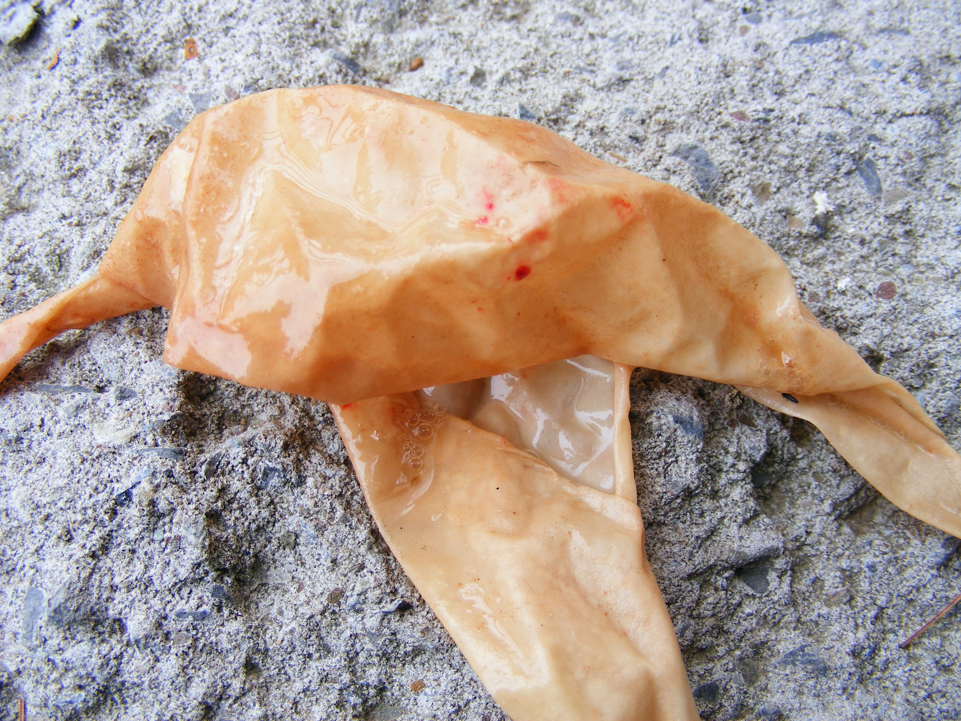 soft eggshell removed from hen