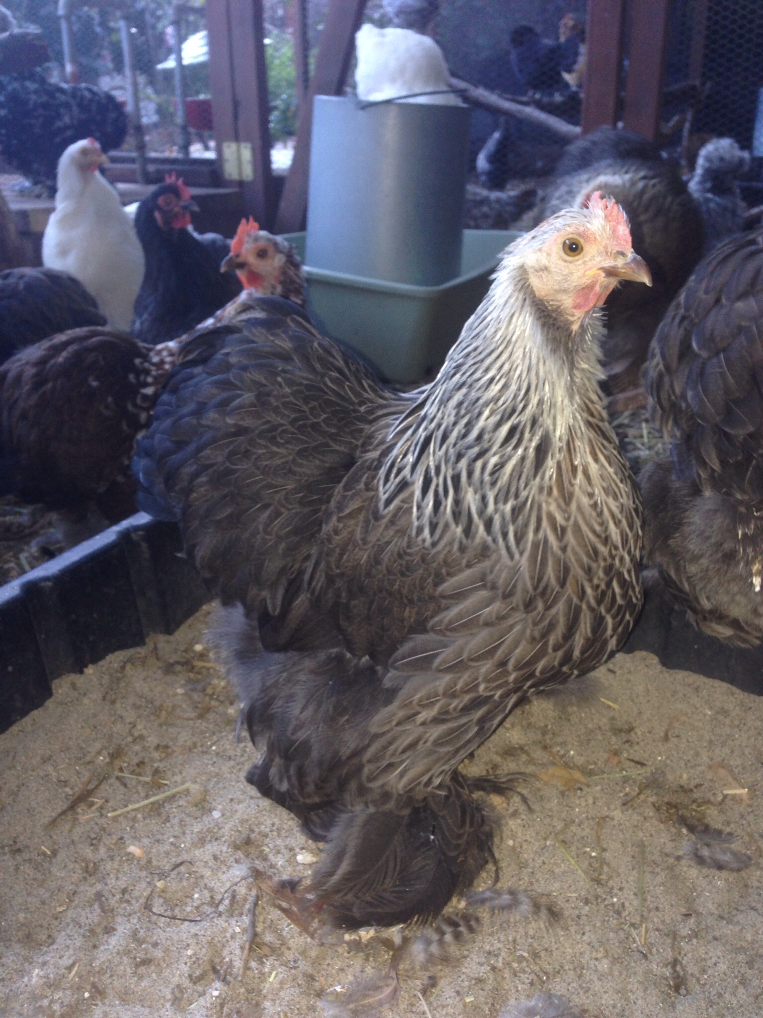 SOLD but she has a few sisters that look very similar please send me a message if you want to see her twins.