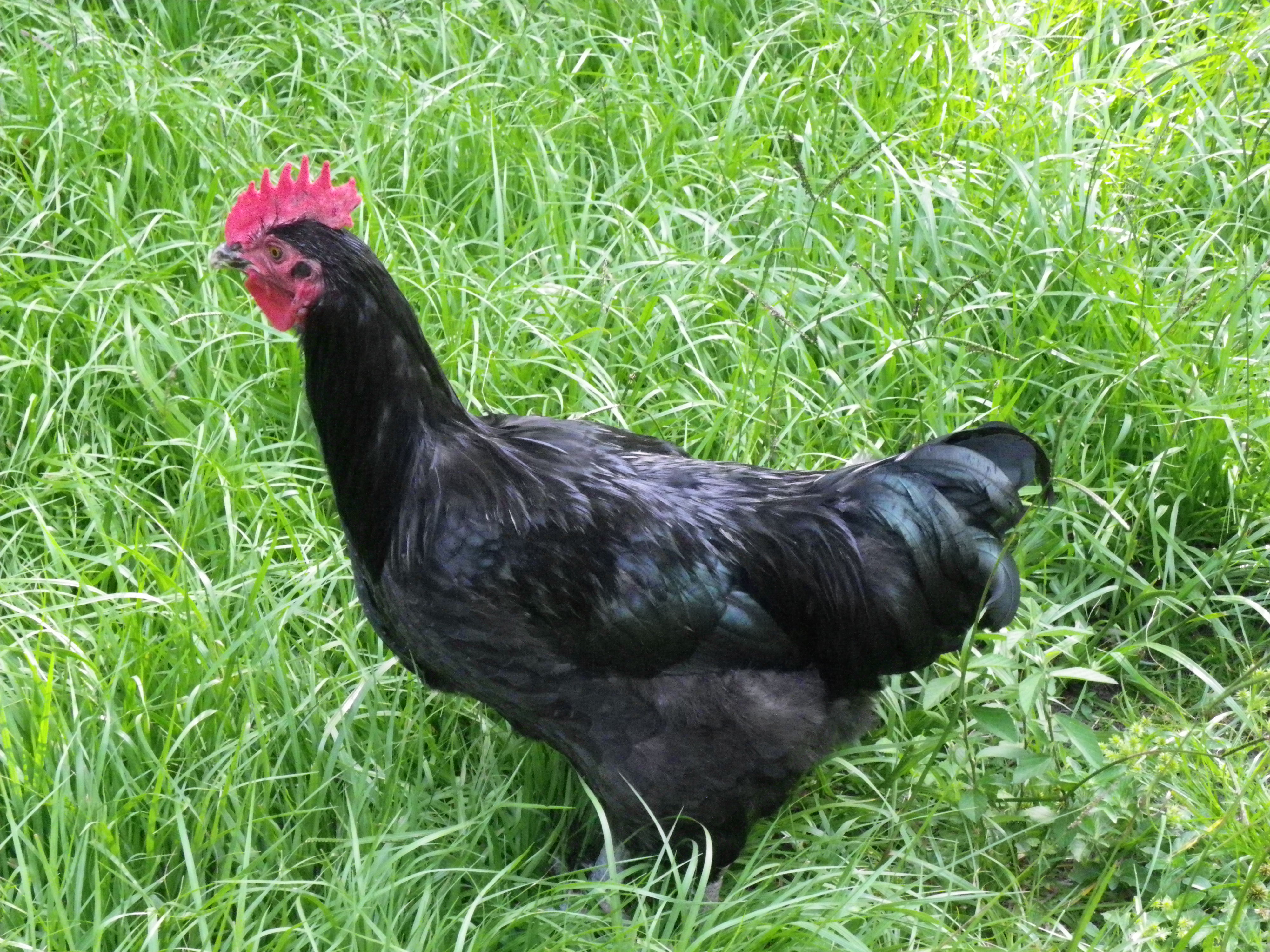 solid blk marans 5 mos