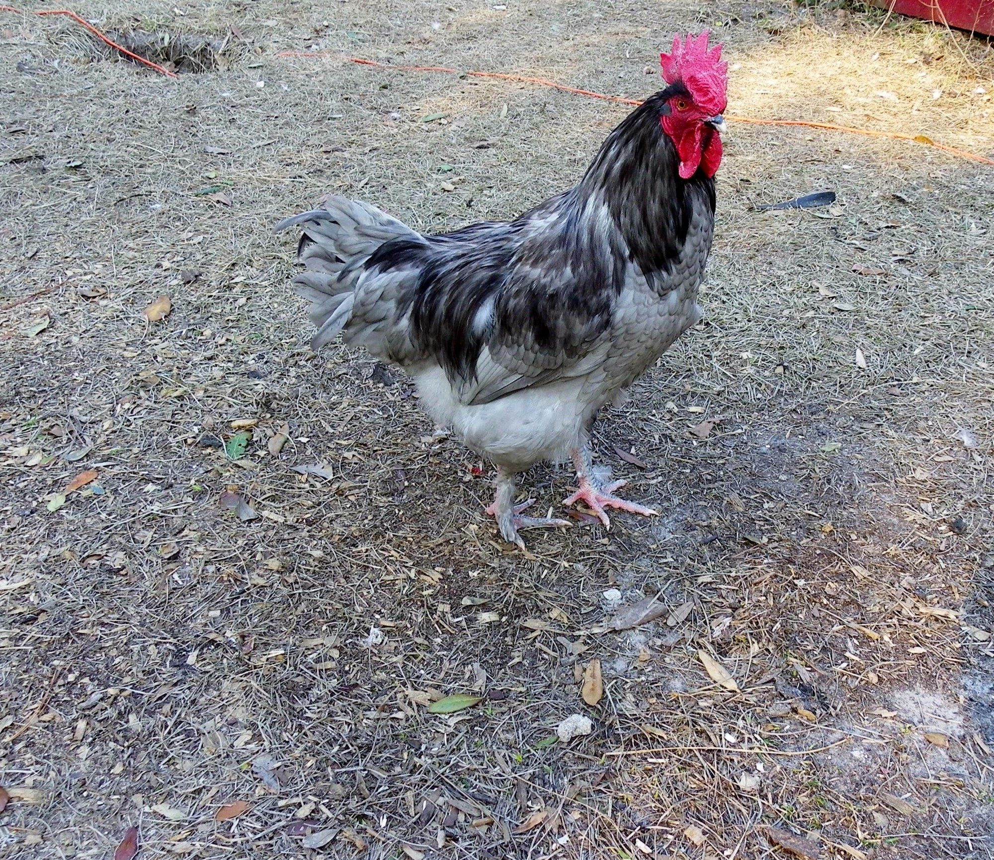 Solid Blue Marans Rooster