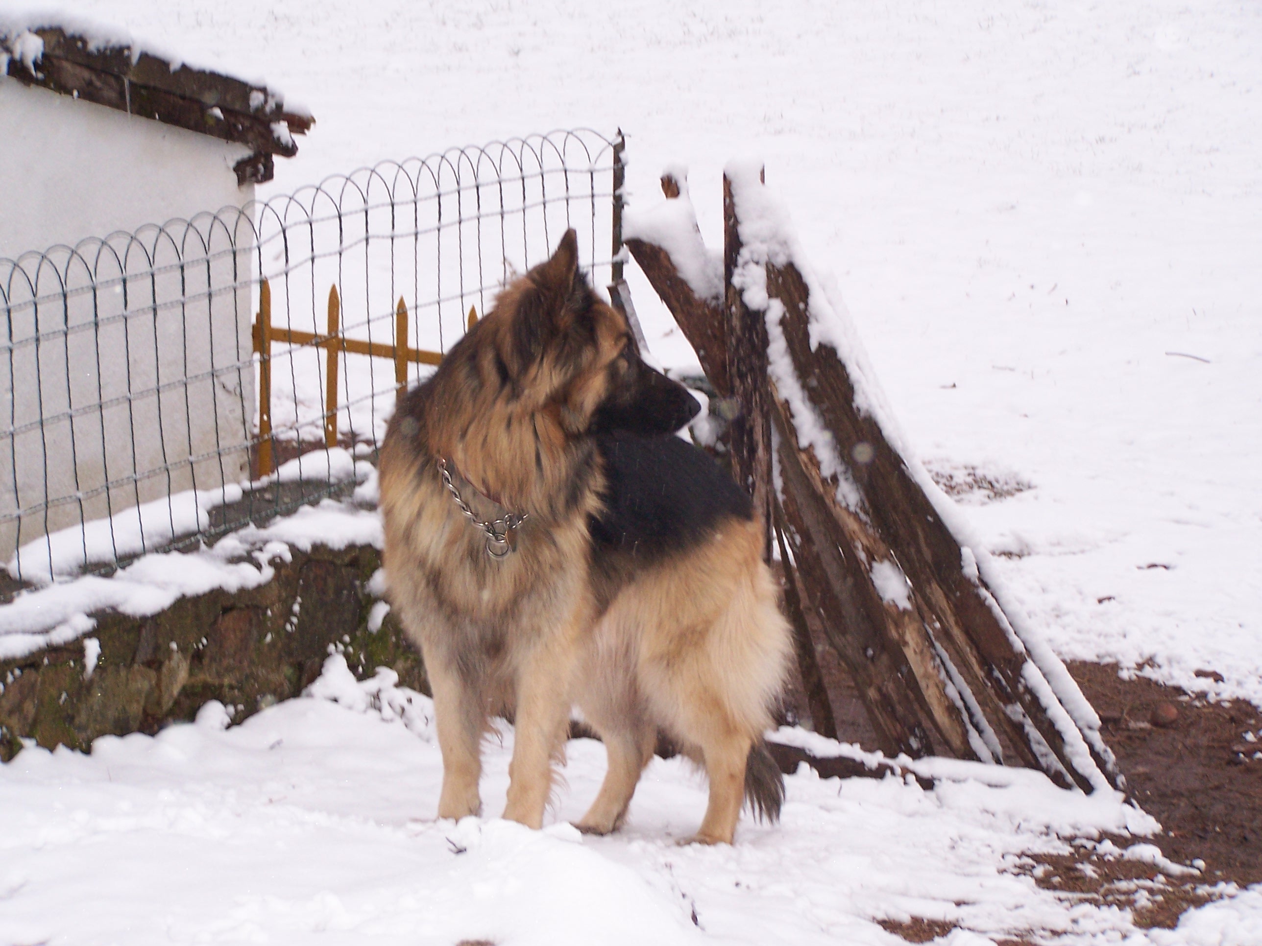 Solo my GSD male...R.I.P my darling..dad to Holly Hope and Hannah...you and Brindille are buried together...your daughters are a credit to you...my soulmate and best friend through some hard times.
