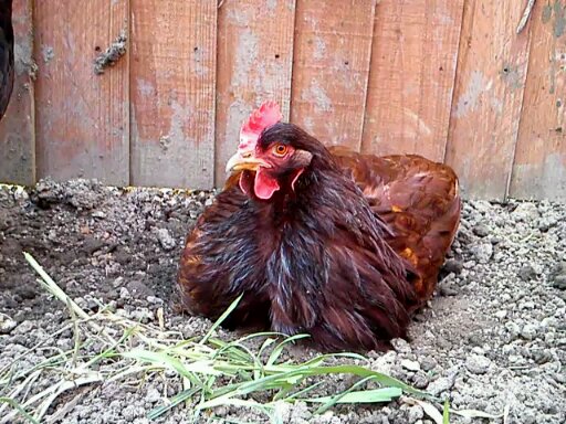 Solstice, my oldest Rhode Island Red at 12 years old :)
