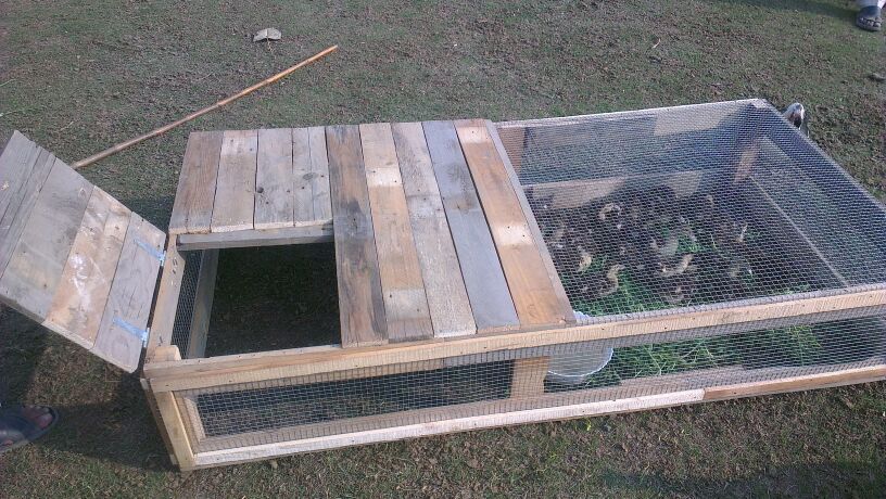 SOLUTION for chicks and duckling predators