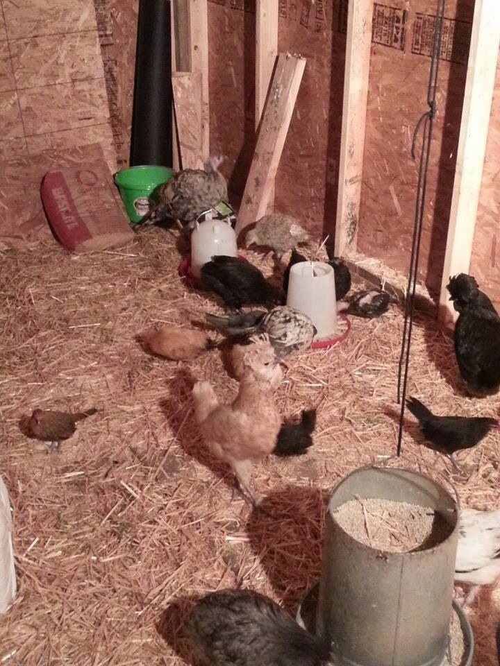 Some big hens with the chicks.