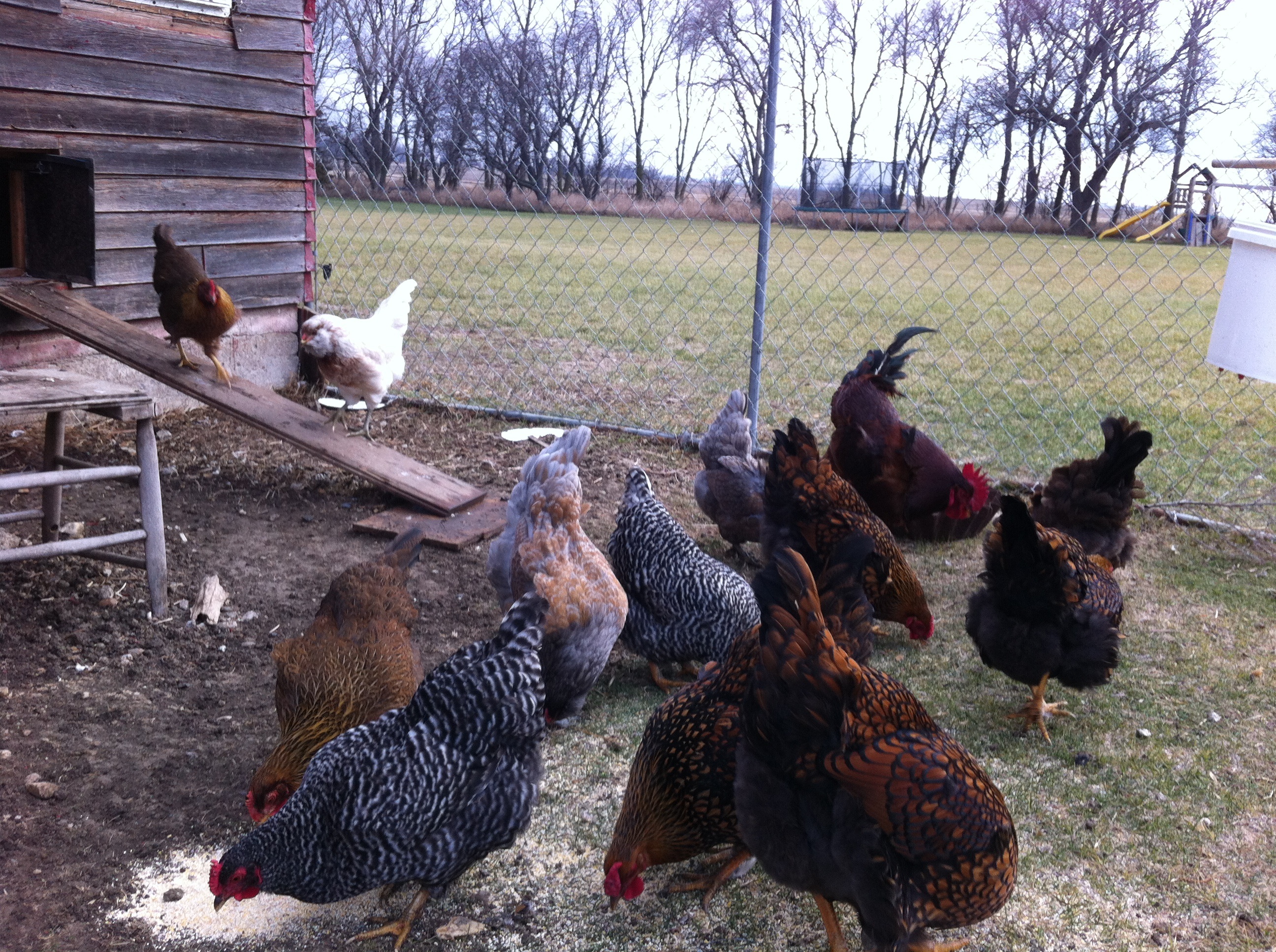 Some but not all. (Total 15 hens, 1 rooster)