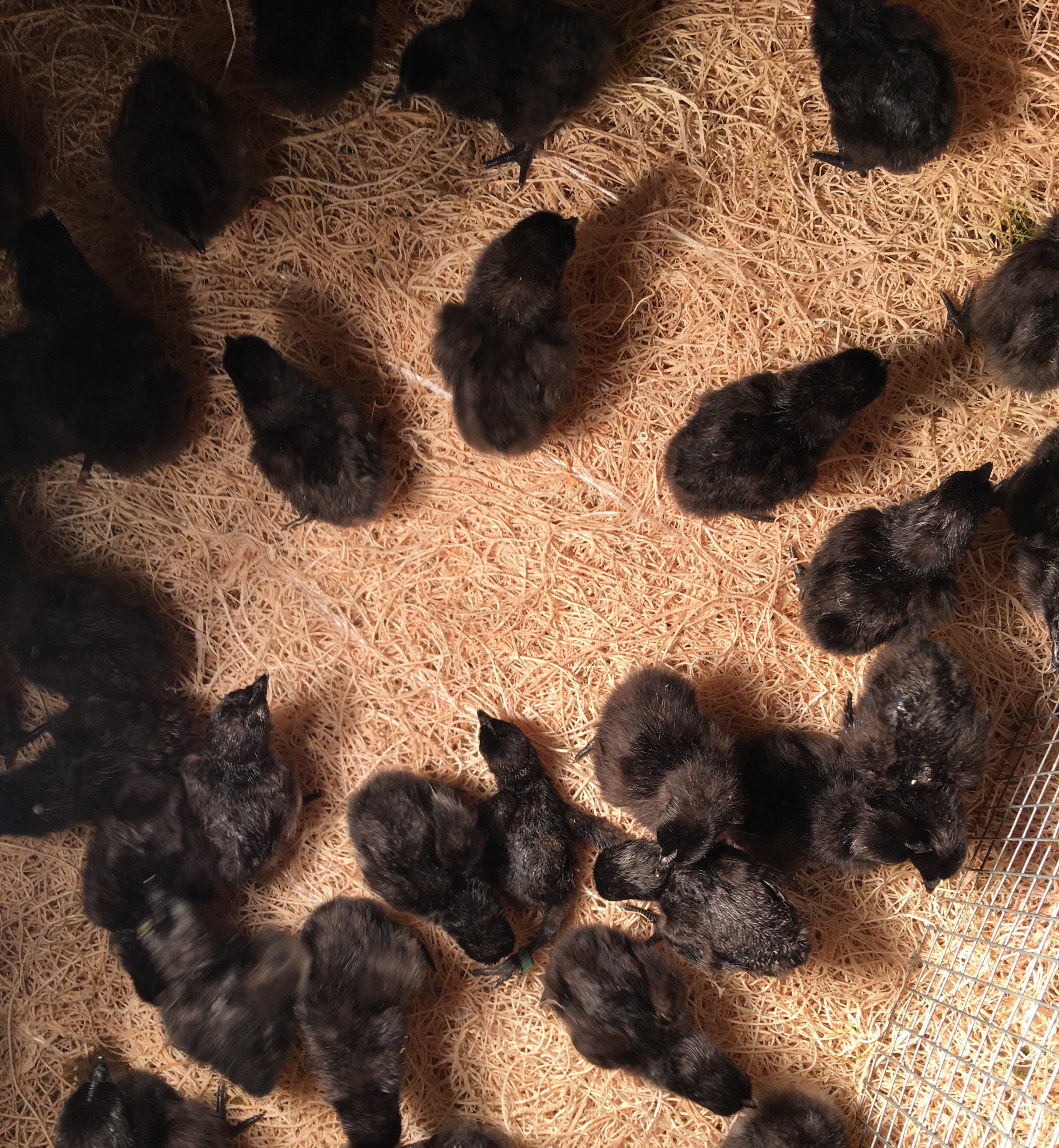 Some chicks I hatched