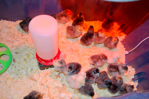 some chicks I've hatched out