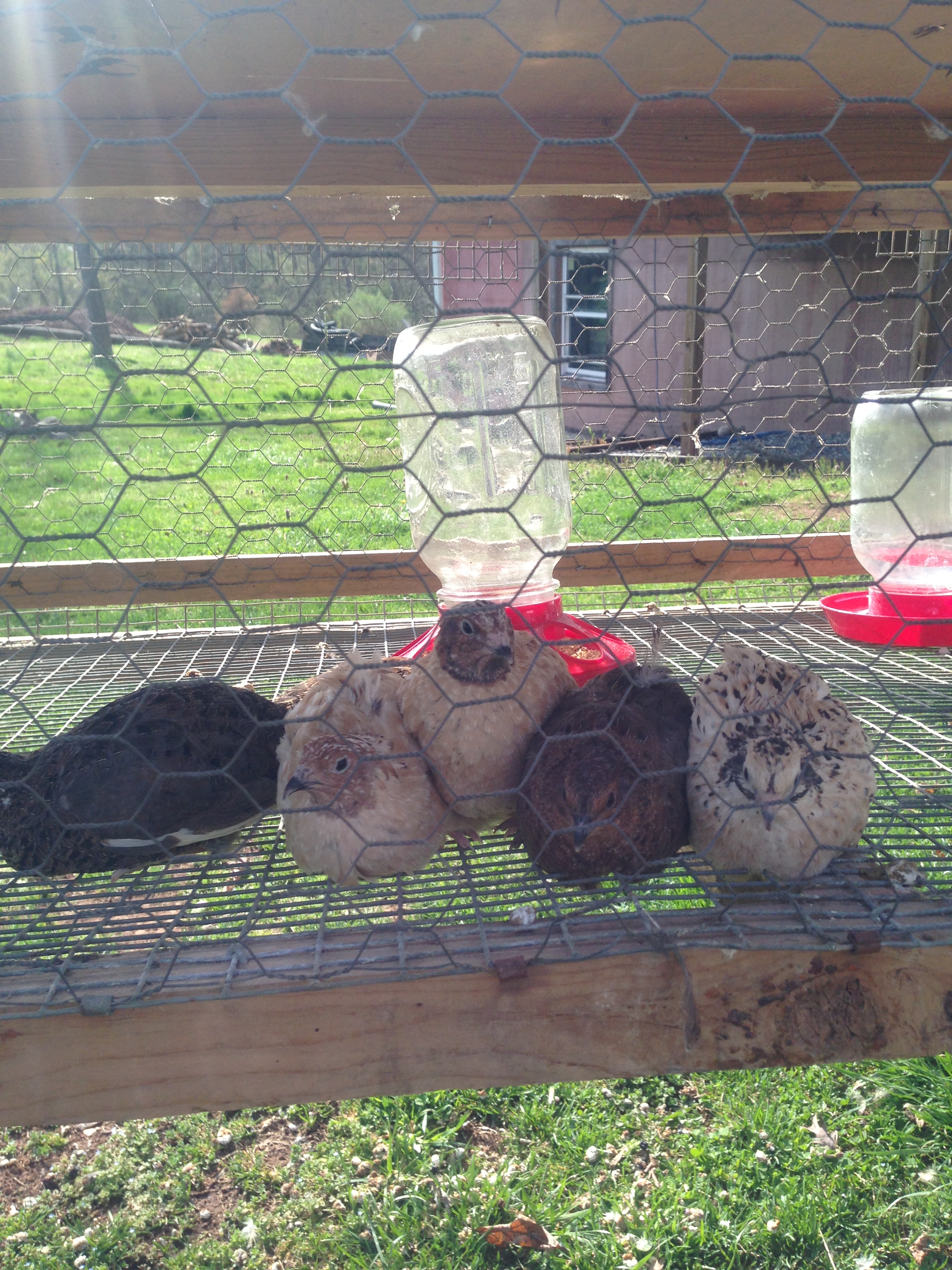 some coturnix and a@m's