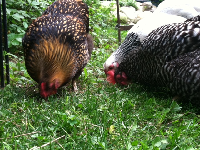 Some good eatz!