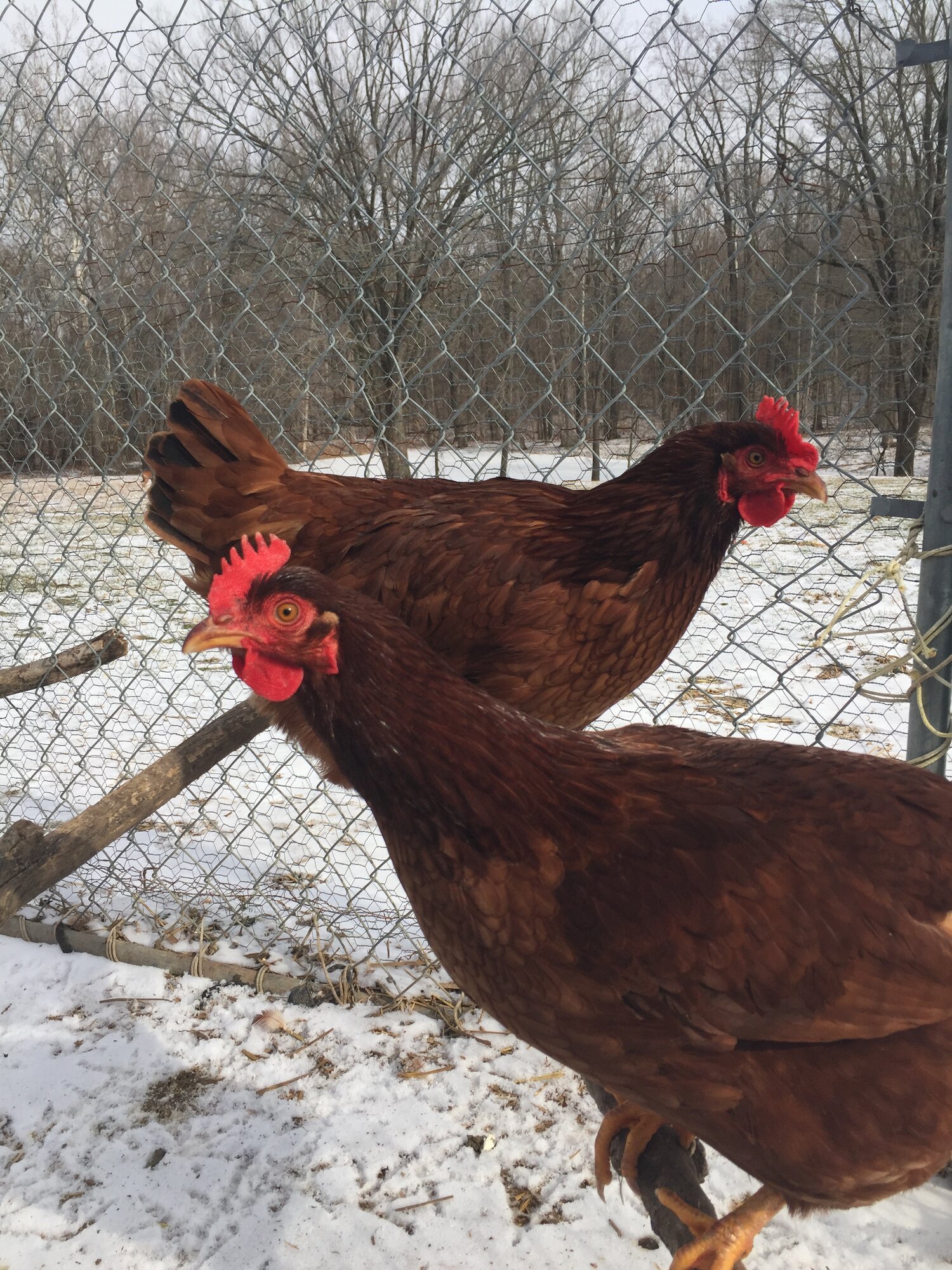 Some hens
